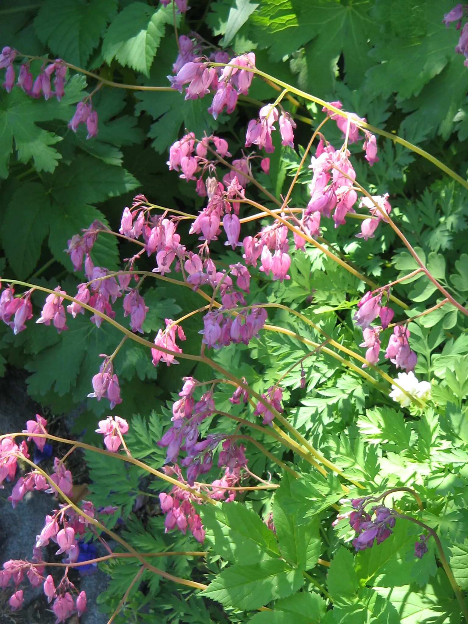 Pacific Bleeding Heart (Dicentra Formosa) — Foliage is fern-like, adding textural contrast