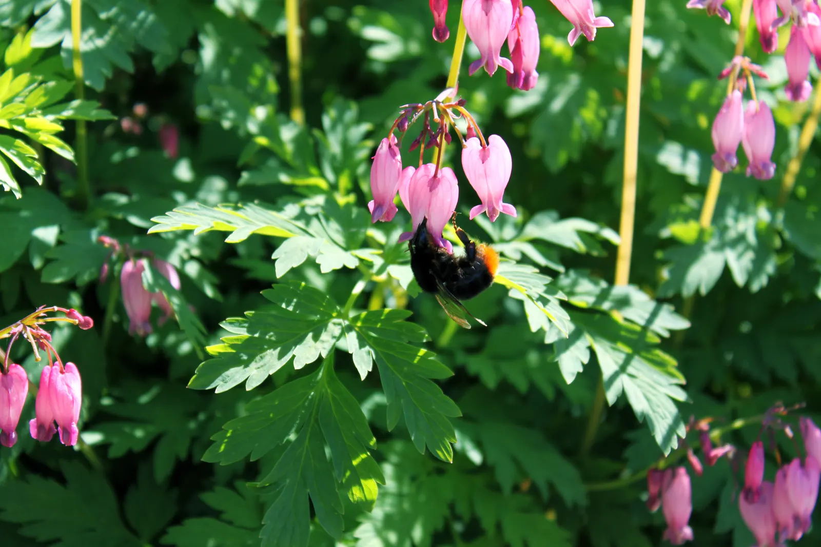 Pacific Bleeding Heart (Dicentra Formosa) — The Pacific Bleeding Heart (Dicentra formosa) is a perennial native to the Pacific Northwest; thriving in part to