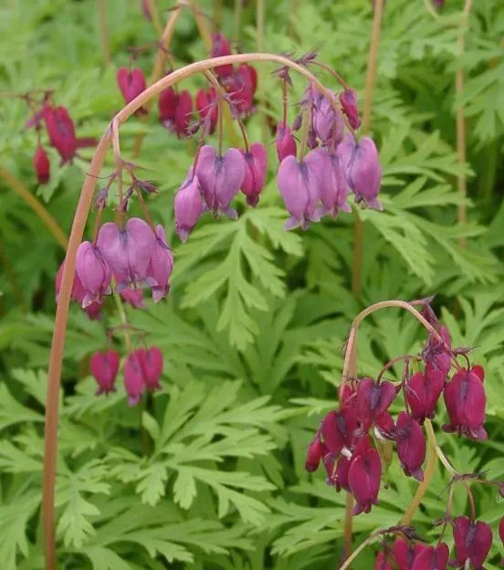 Pacific Bleeding Heart (Dicentra Formosa) — Although the plant is drought-tolerant once established, consistent moisture will keep it flourishing