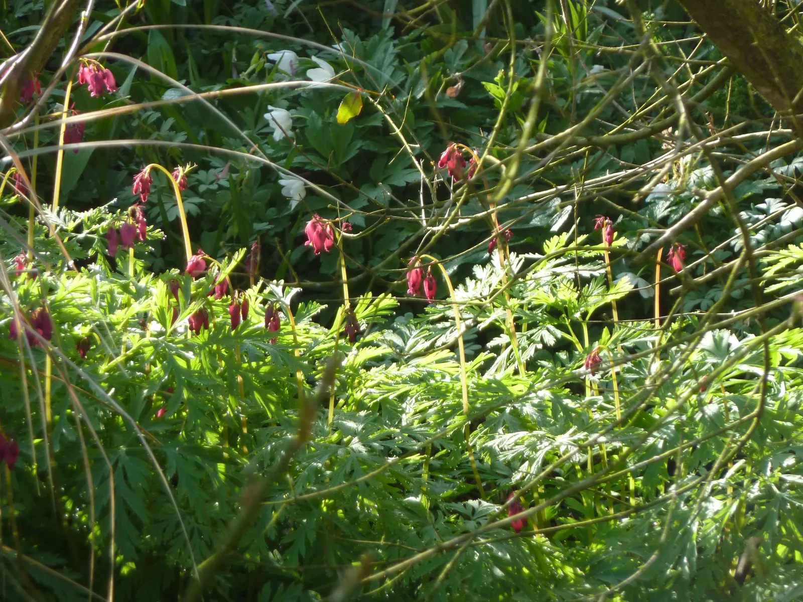 Pacific Bleeding Heart (Dicentra Formosa) — approximately 1 inch in size