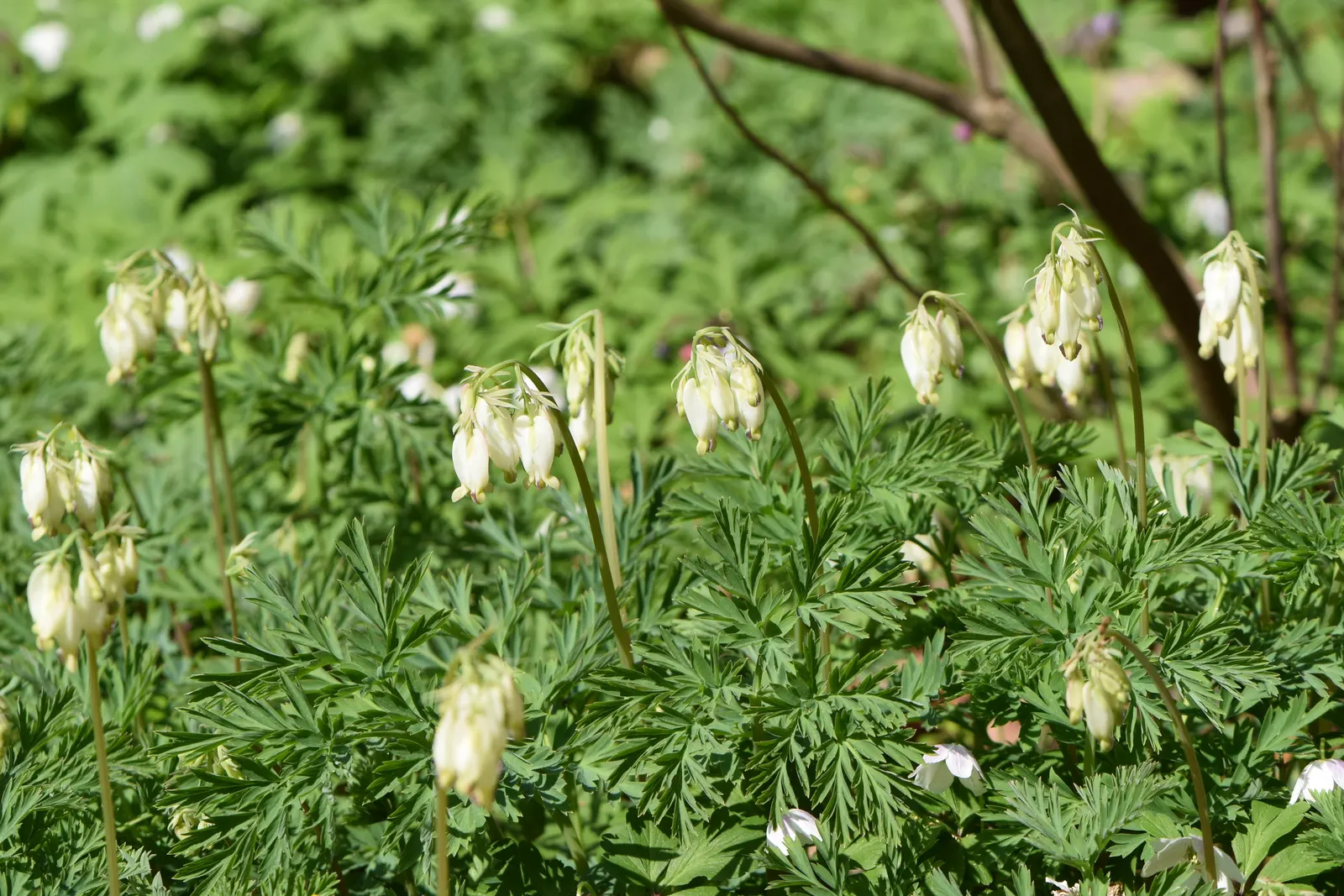 Pacific Bleeding Heart (Dicentra Formosa) — natural spreading ability