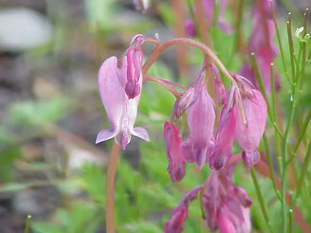 Pacific Bleeding Heart (Dicentra Formosa) — blue-green that serves as a perfect backdrop for its unique; thriving in part to full shade, it prefers, image 69