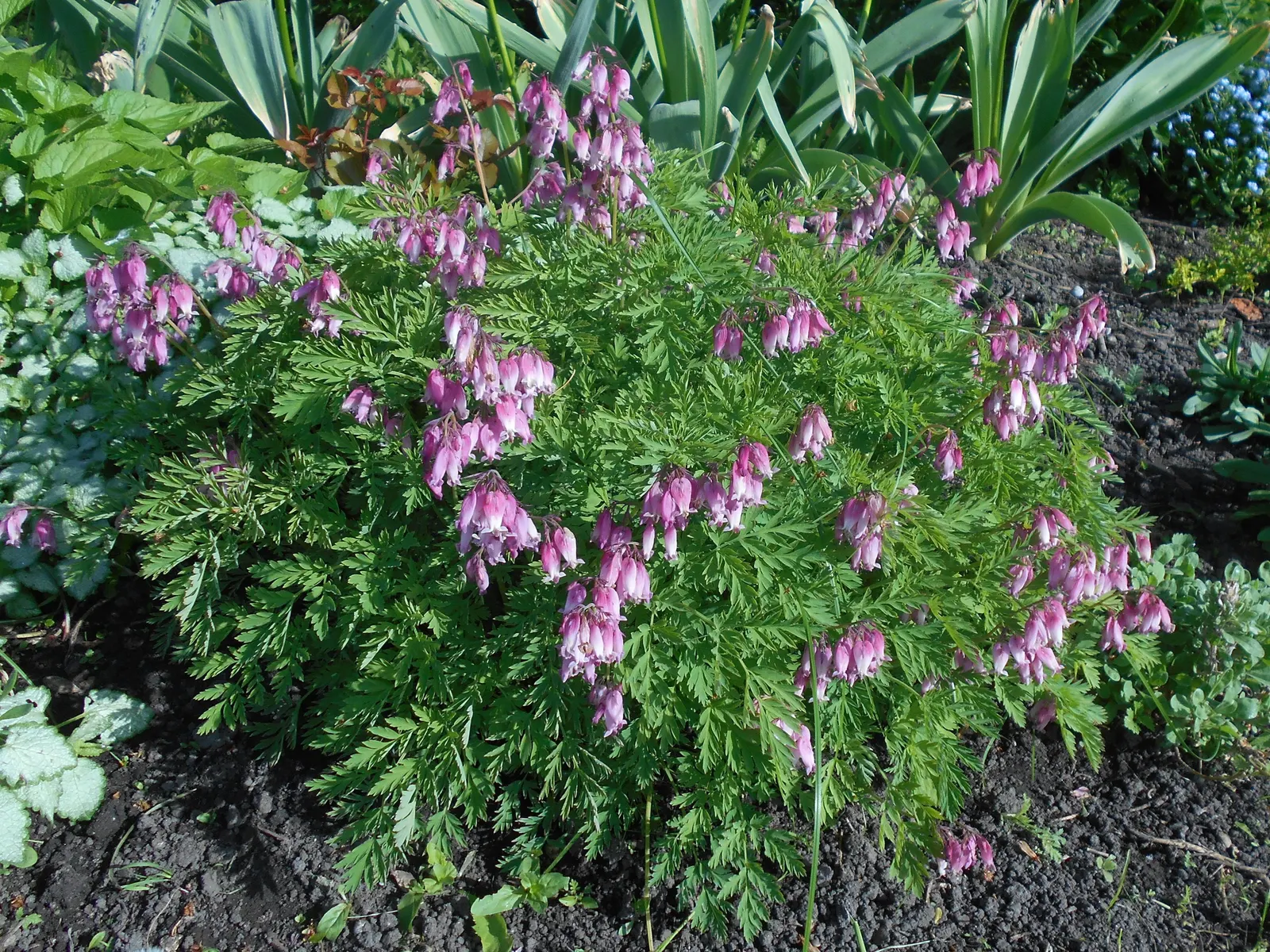 Pacific Bleeding Heart (Dicentra Formosa) — When informing the client