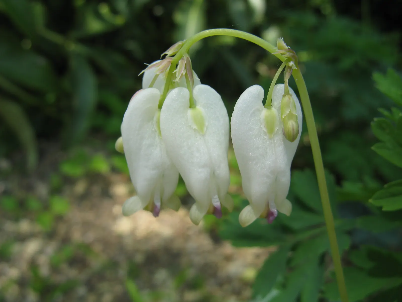Pacific Bleeding Heart (Dicentra Formosa) — hang in a row along slender; although the plant is drought-tolerant once established, consistent moisture will keep