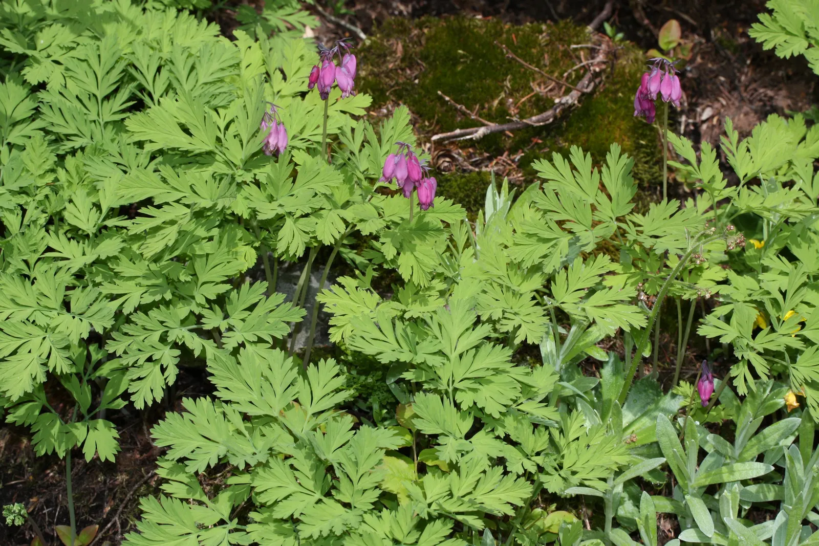 Pacific Bleeding Heart (Dicentra Formosa) — Thriving in part to full shade, it prefers moist, well-drained soil; and the season-long interest it, image 60