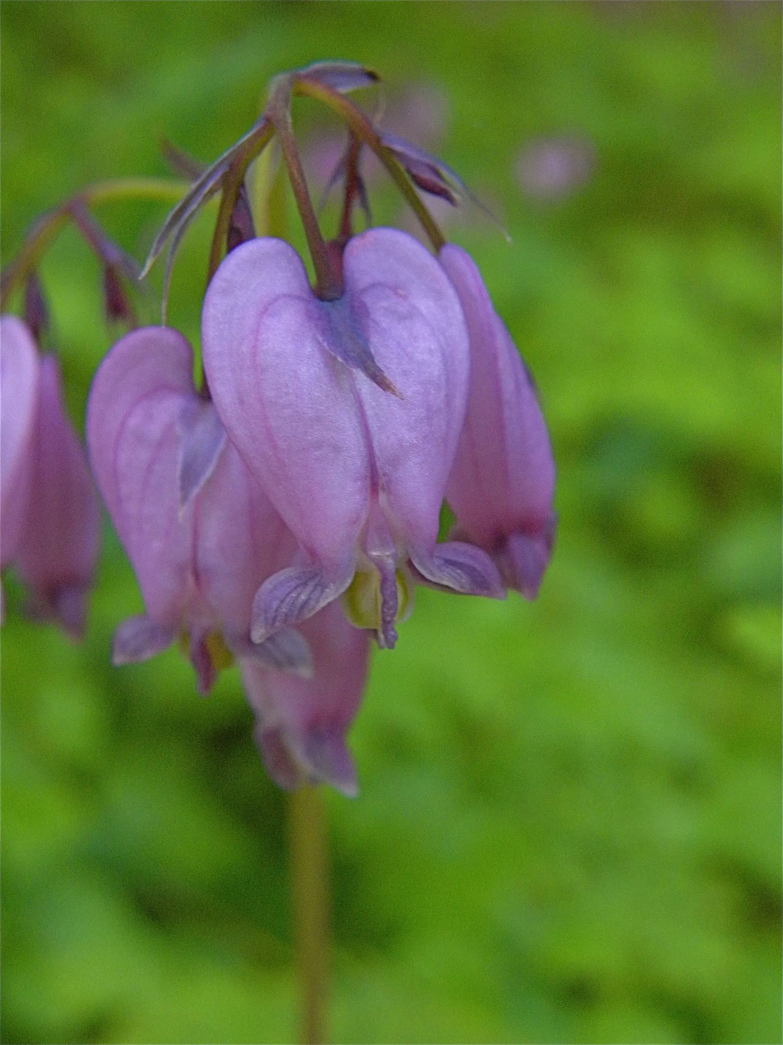 Pacific Bleeding Heart (Dicentra Formosa) — pink flowers in the garden; this shade-loving plant unfurls its charms in areas with dappled sunlight