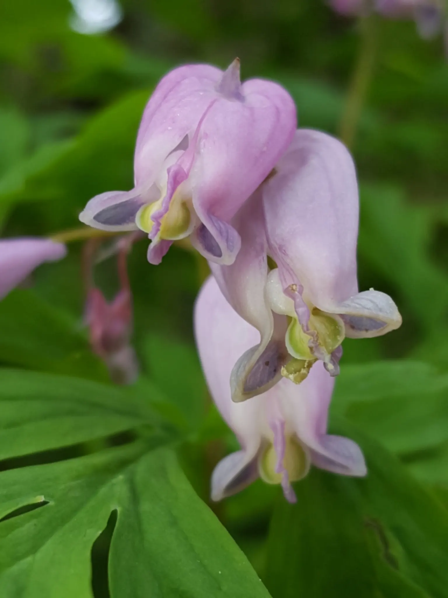 Pacific Bleeding Heart (Dicentra Formosa) — is a captivating perennial plant that thrives in USDA Hardiness Zones 3 through 9; and the season-long, image 64