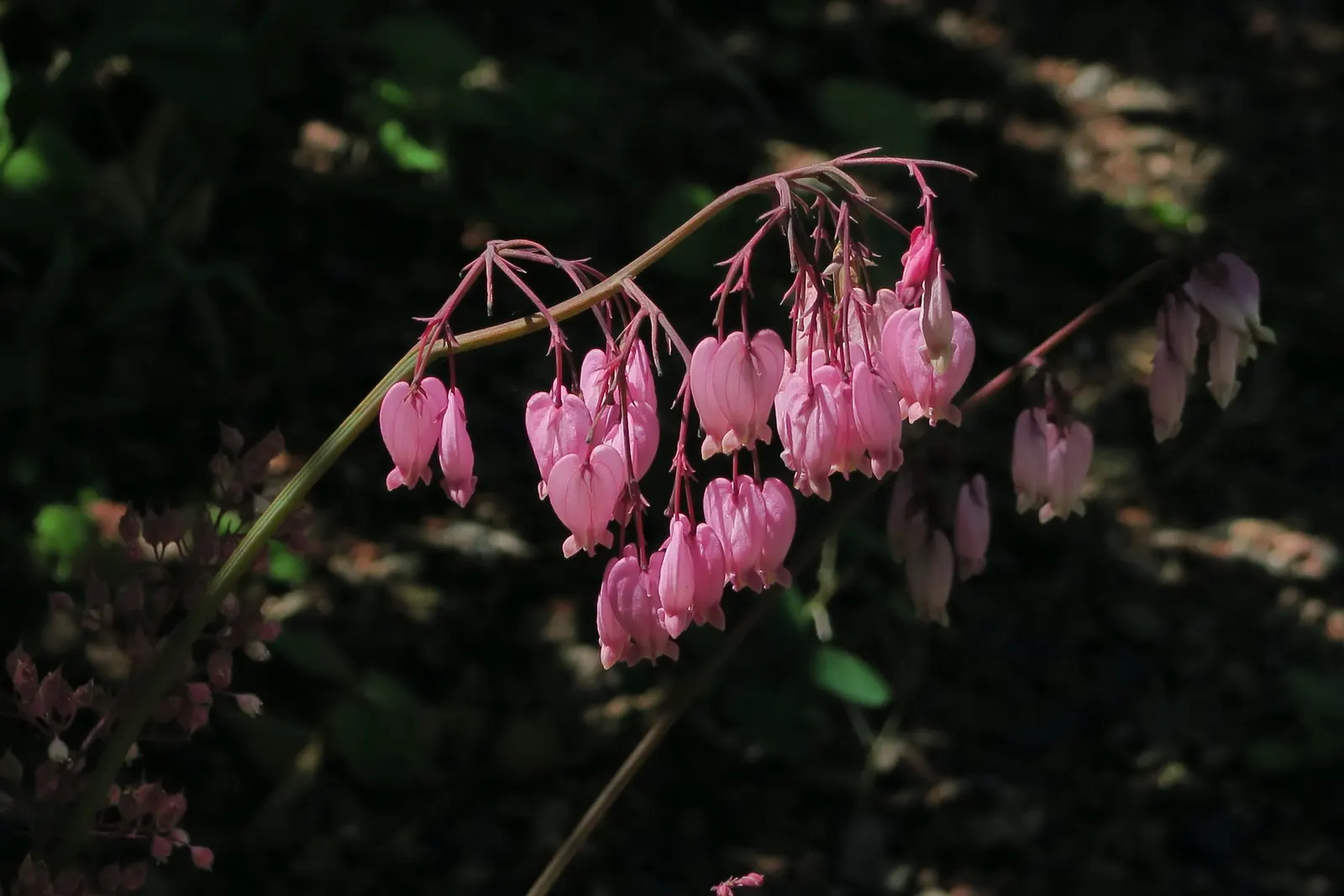 Pacific Bleeding Heart (Dicentra Formosa) — creating an ethereal effect; and the season-long interest it provides when combined with other shade-loving