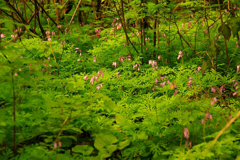 Pacific Bleeding Heart (Dicentra Formosa) — a boon for those looking to create a garden sanctuary undisturbed by wildlife; thriving in part to full shade, it