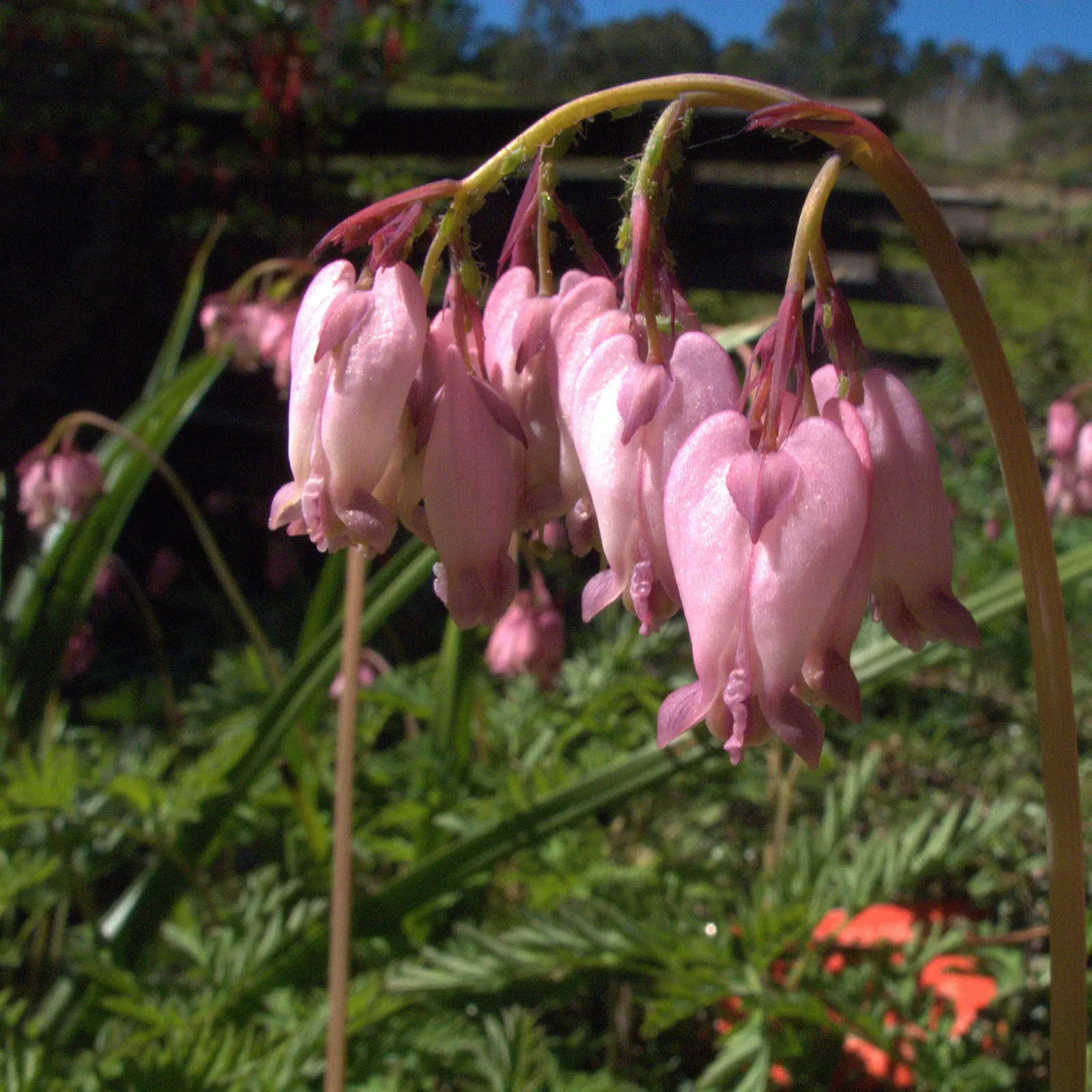 Pacific Bleeding Heart (Dicentra Formosa) — perennial with pink blooms; although the plant is drought-tolerant once established, consistent moisture will keep