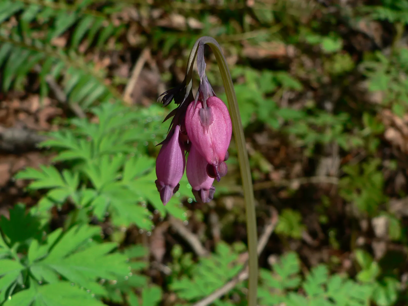 Pacific Bleeding Heart (Dicentra Formosa) — making it suitable for a vast range of landscapes; thriving in part to full shade, it prefers moist, well-drained