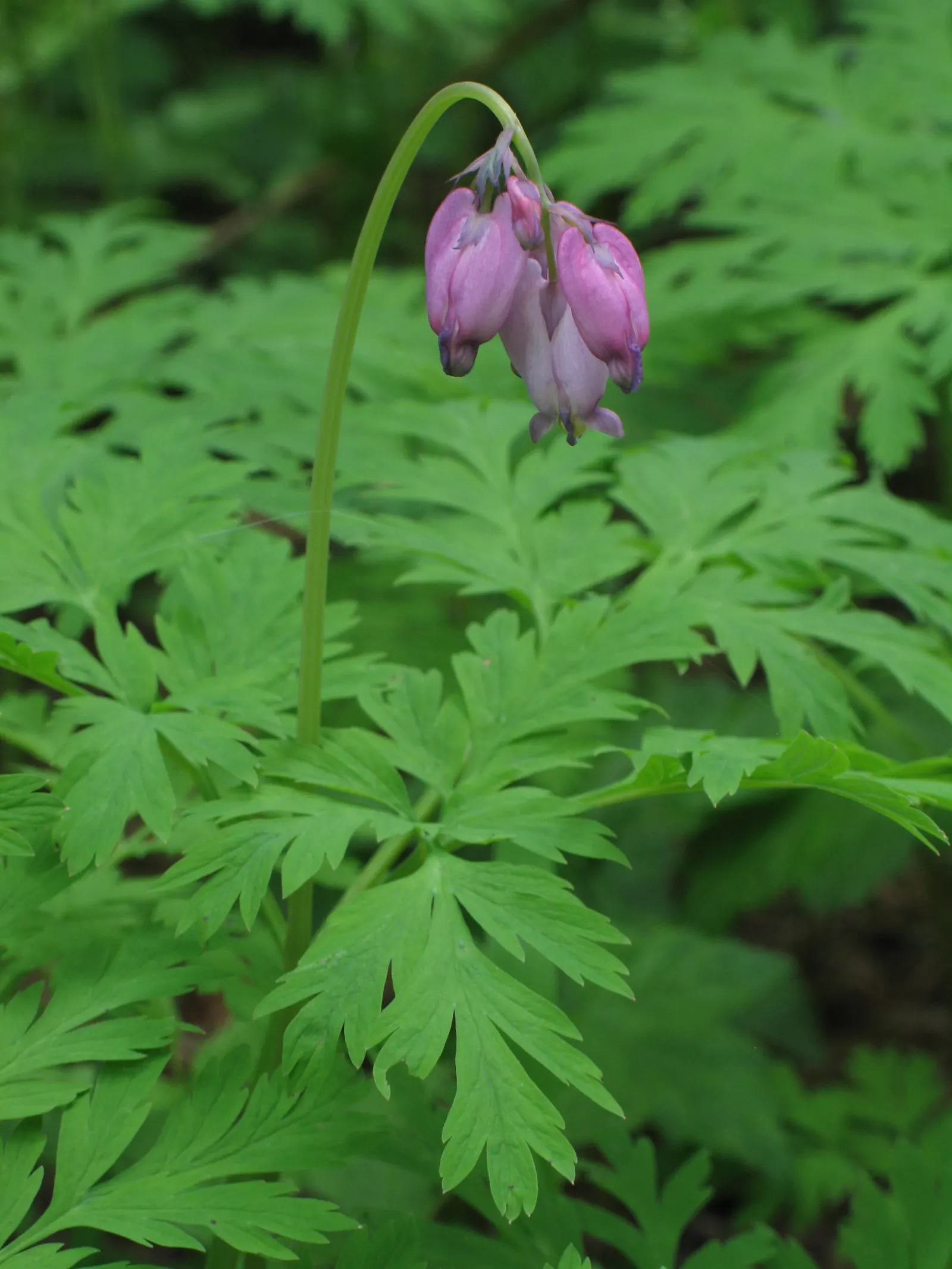 Pacific Bleeding Heart (Dicentra Formosa) — Ideal for woodland gardens, it blooms from April to July and gently self-sows without becoming, image 62