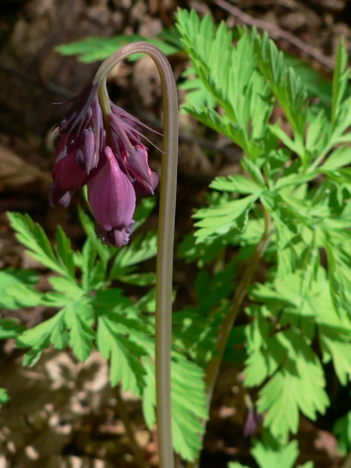 Pacific Bleeding Heart (Dicentra Formosa) — this shade-loving plant unfurls its charms in areas with dappled sunlight; although the plant is drought-tolerant