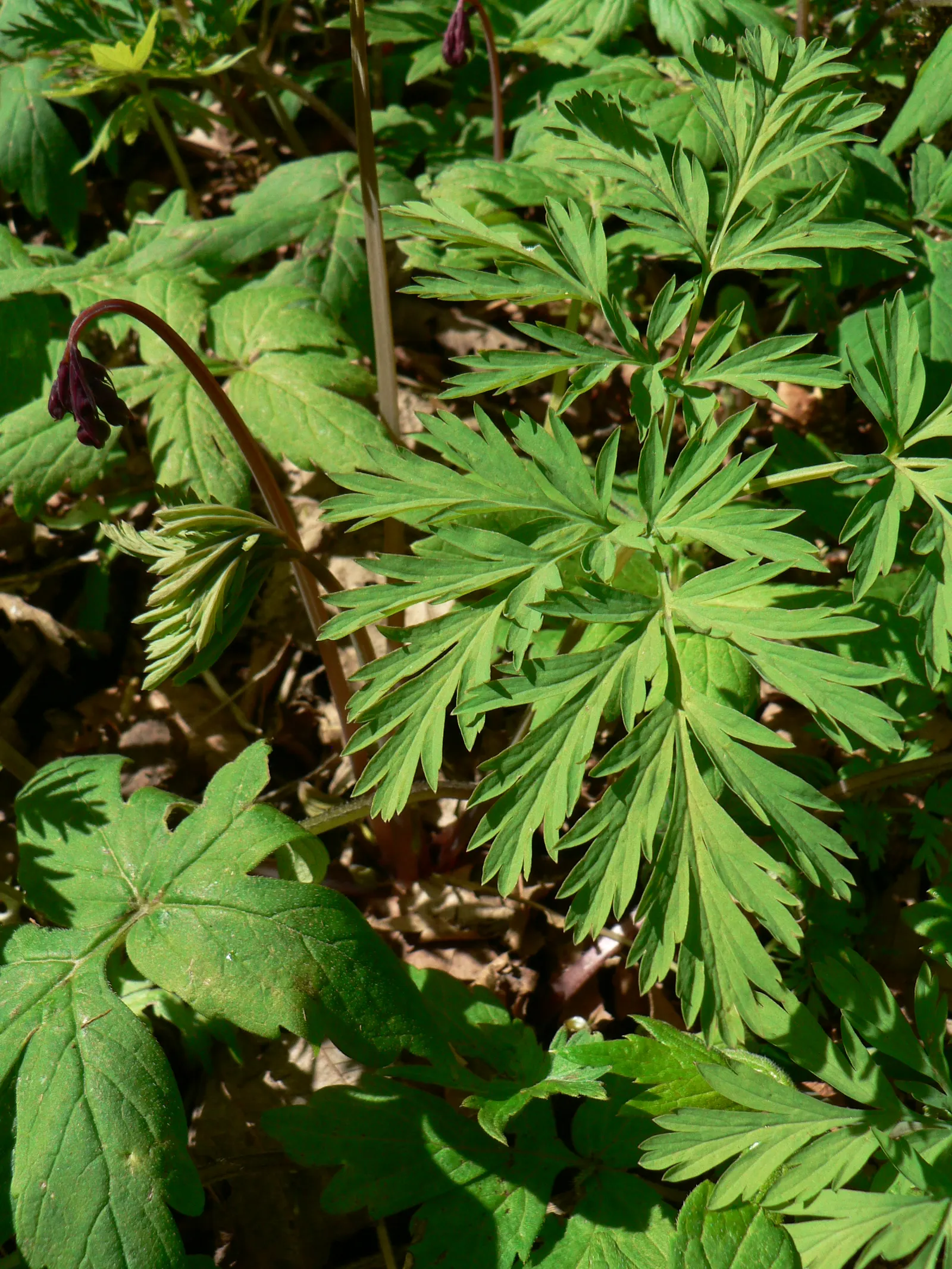 Pacific Bleeding Heart (Dicentra Formosa) — perennial for half or shade