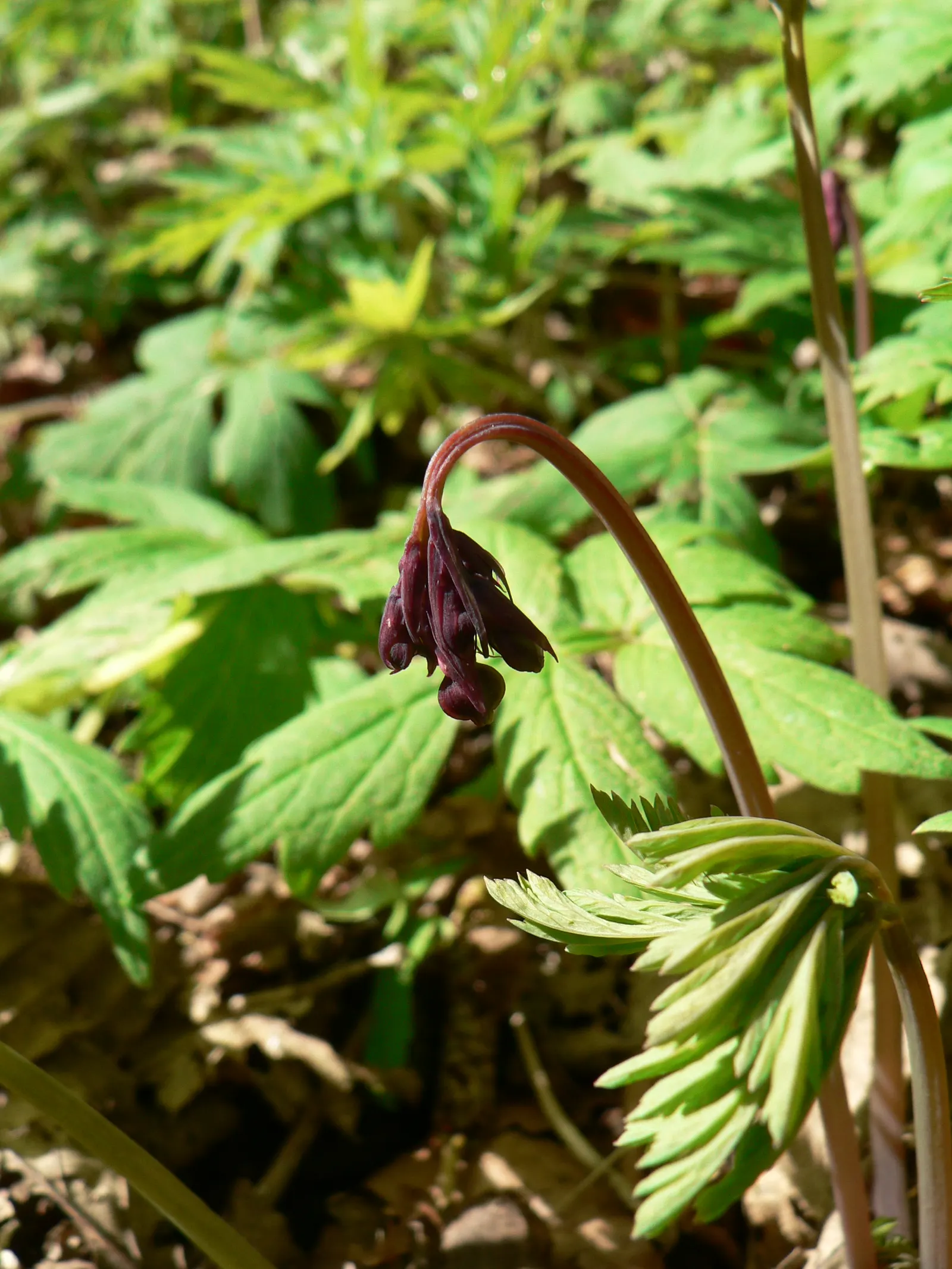 Pacific Bleeding Heart (Dicentra Formosa) — and the season-long interest it provides when combined with other shade-loving companions