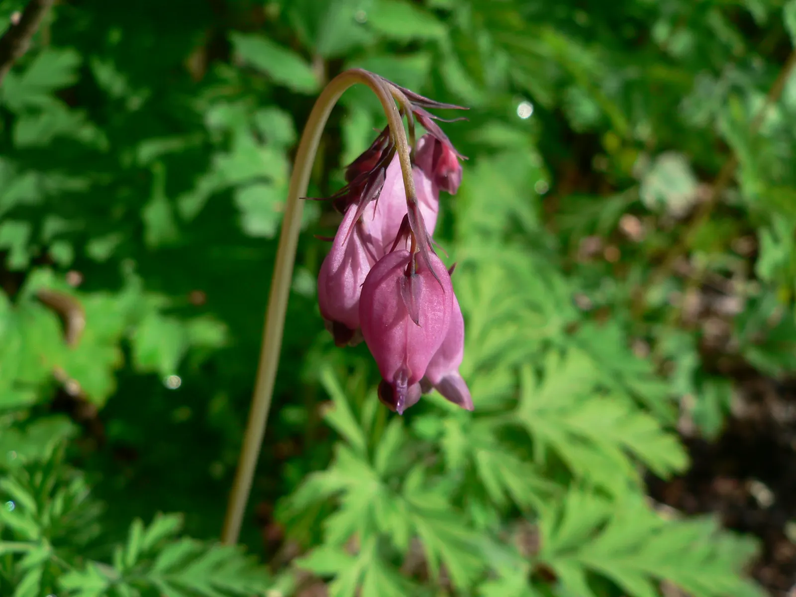Pacific Bleeding Heart (Dicentra Formosa) — When informing the client; this shade-loving plant unfurls its charms in areas with dappled sunlight