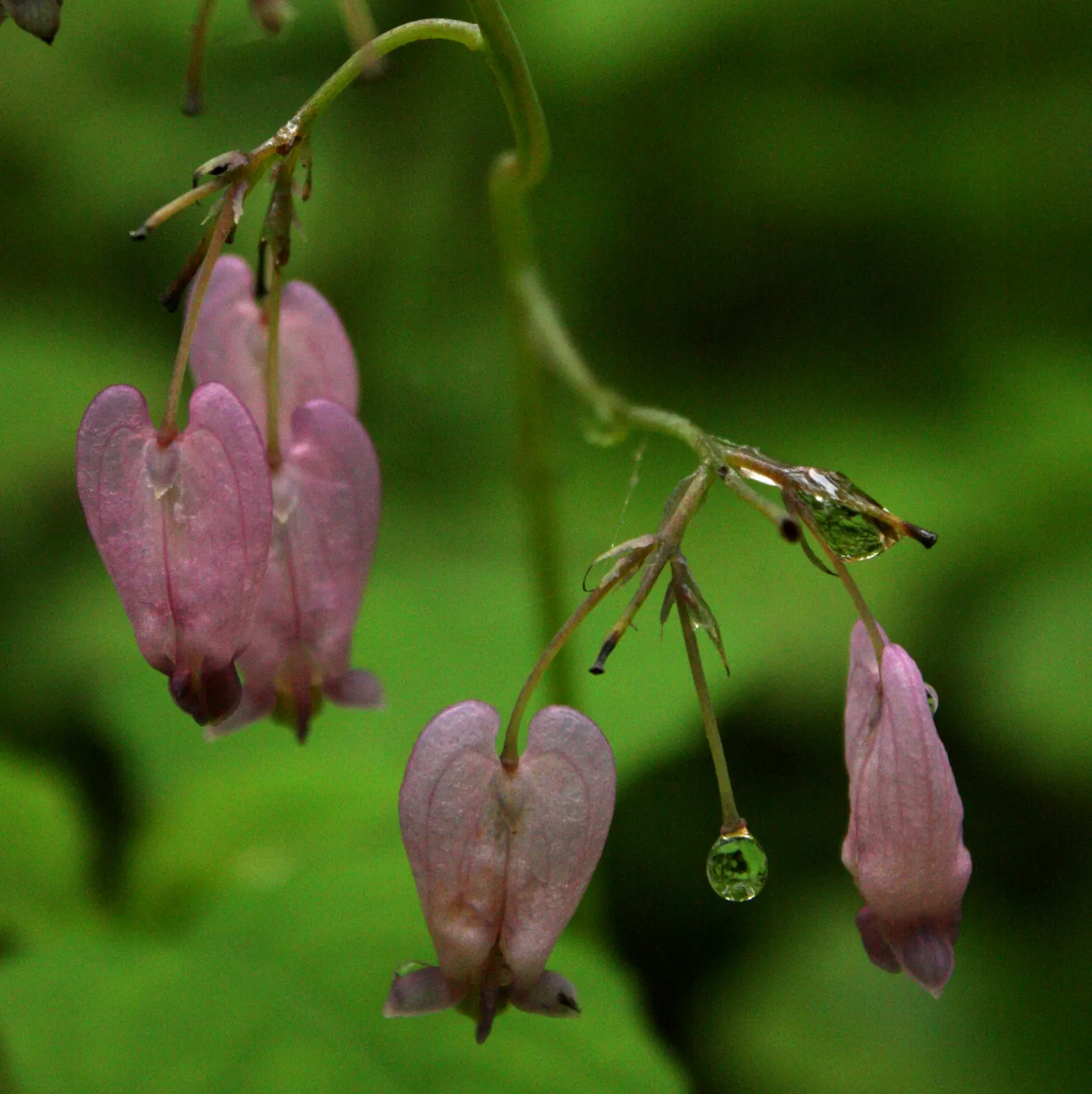 Pacific Bleeding Heart (Dicentra Formosa) — making it suitable for a vast range of landscapes