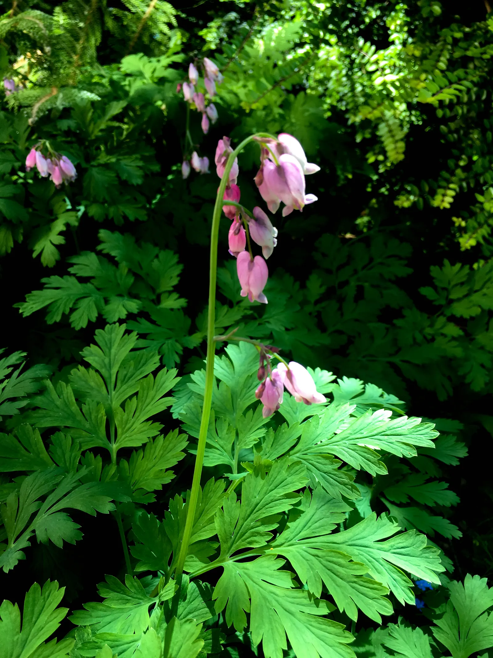 Pacific Bleeding Heart (Dicentra Formosa) — pink flowers in the garden