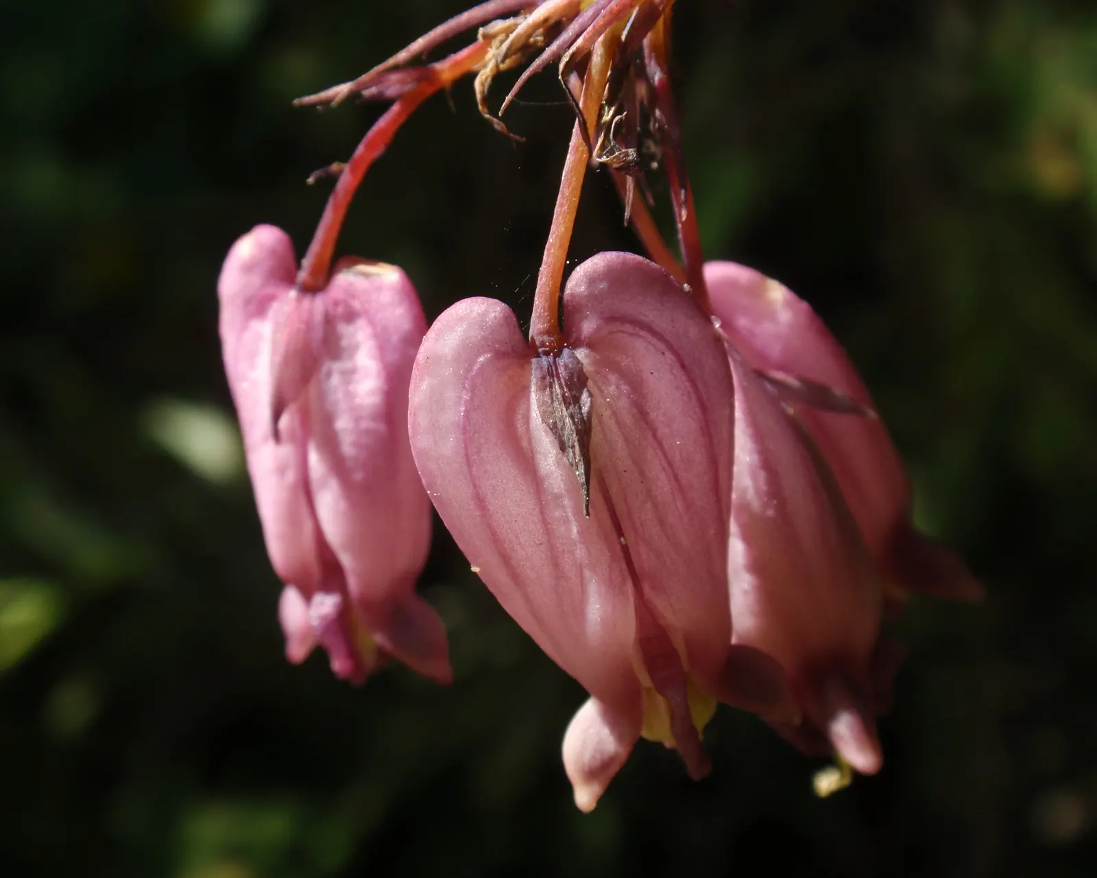 Pacific Bleeding Heart (Dicentra Formosa) — It also spreads by rhizomes