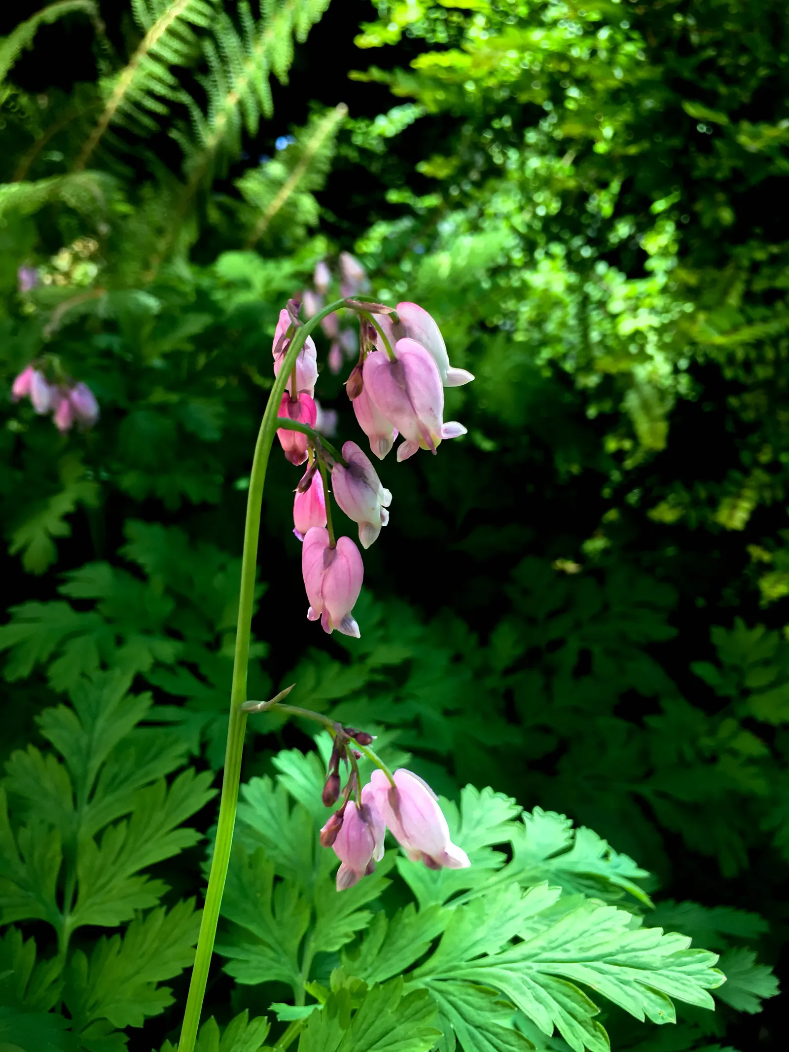 Pacific Bleeding Heart (Dicentra Formosa) — well-drained soil with an optimal pH between 6 and 7; thriving in part to full shade, it prefers moist