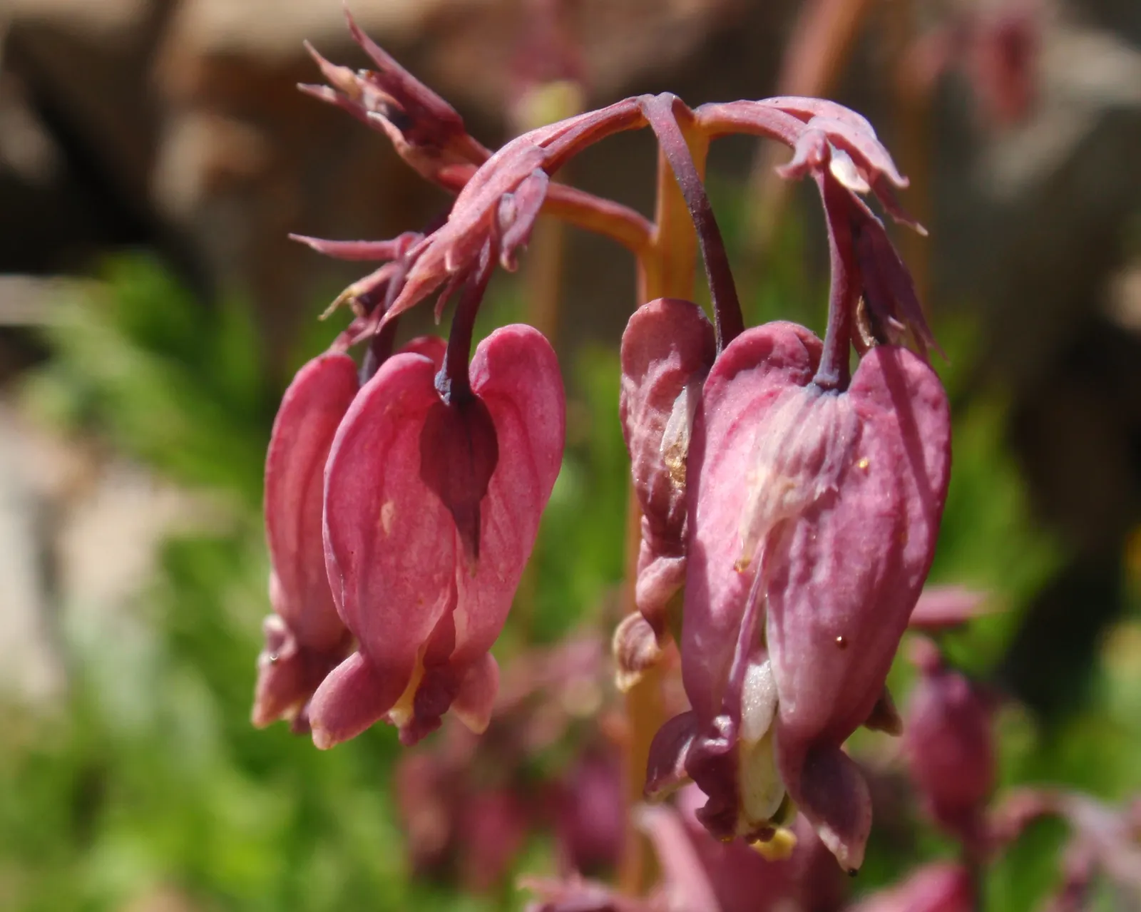 Pacific Bleeding Heart (Dicentra Formosa) — approximately 1 inch in size; this shade-loving plant unfurls its charms in areas with dappled sunlight, image 70