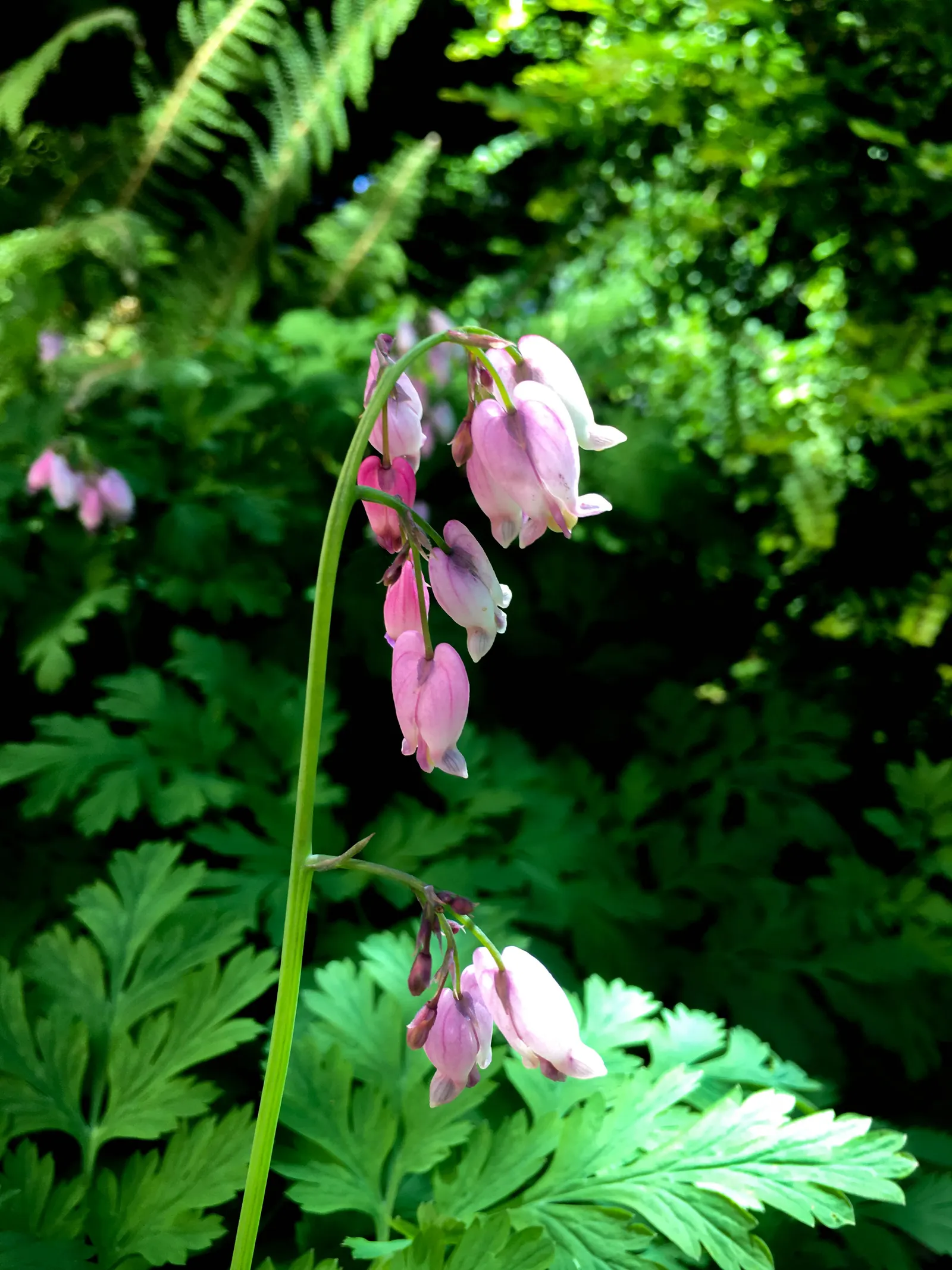 Pacific Bleeding Heart (Dicentra Formosa) — perennial with pink blooms