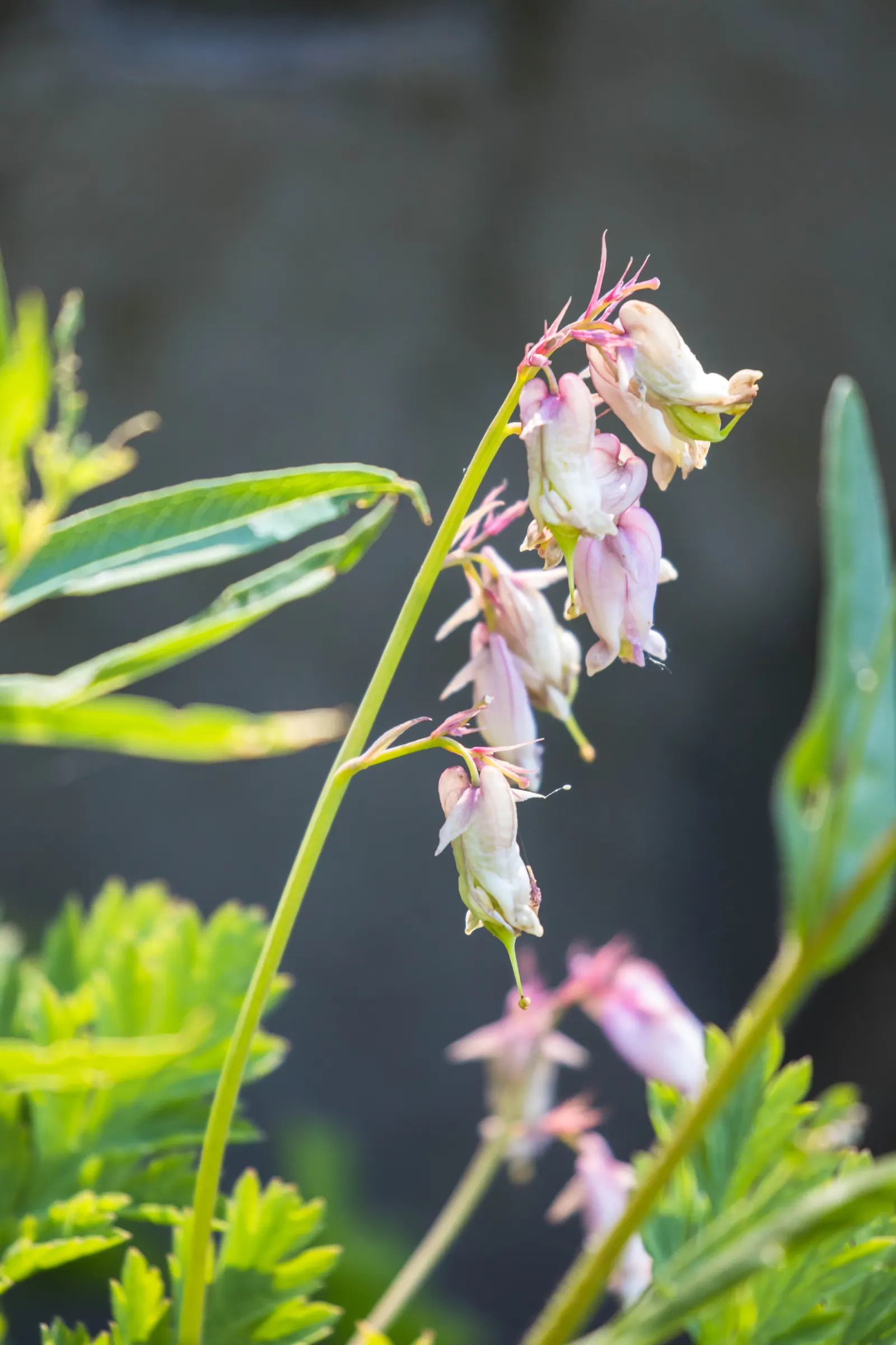 Pacific Bleeding Heart (Dicentra Formosa) — hang in a row along slender