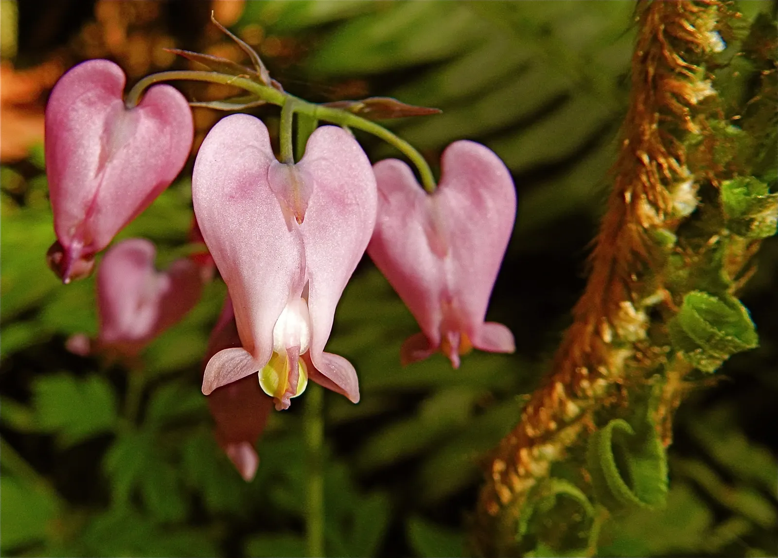 Pacific Bleeding Heart (Dicentra Formosa) — the Pacific Bleeding Heart is also deer-resistant