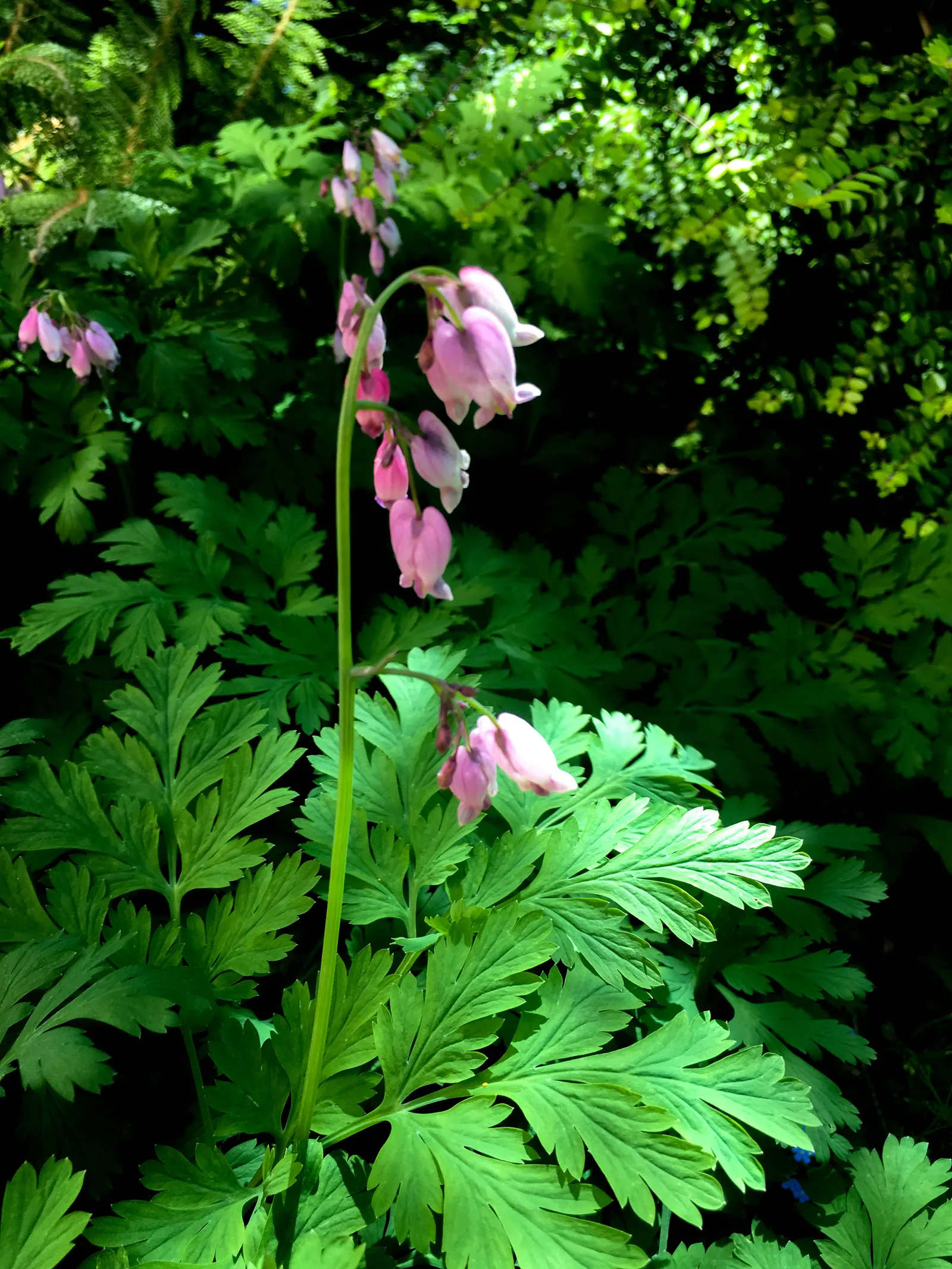 Pacific Bleeding Heart (Dicentra Formosa) — this plant reaches 18 inches in height with a similar spread