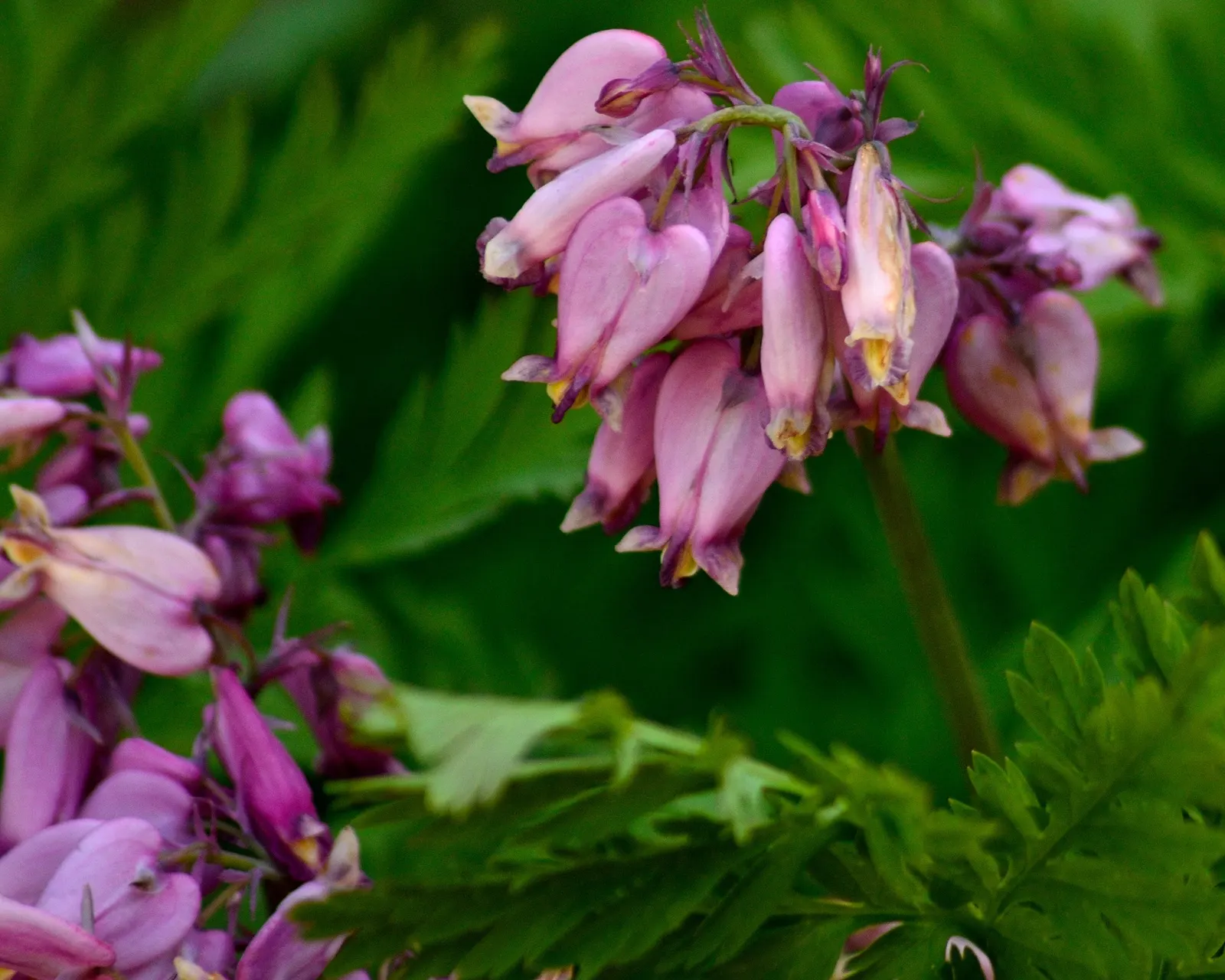 Pacific Bleeding Heart (Dicentra Formosa) — this shade-loving plant unfurls its charms in areas with dappled sunlight