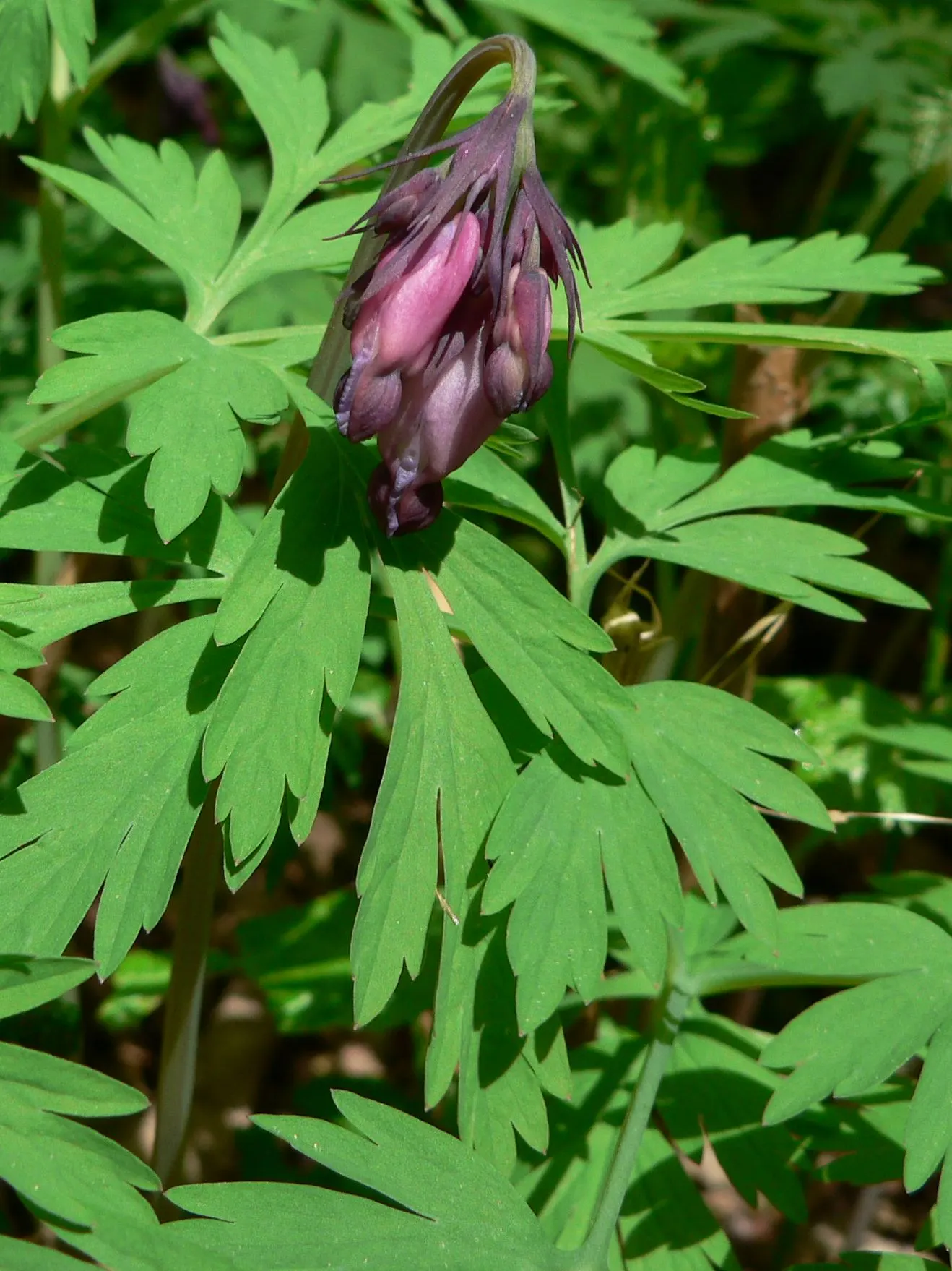 Pacific Bleeding Heart (Dicentra Formosa) — The Pacific Bleeding Heart (Dicentra formosa) is a perennial native to the Pacific Northwest