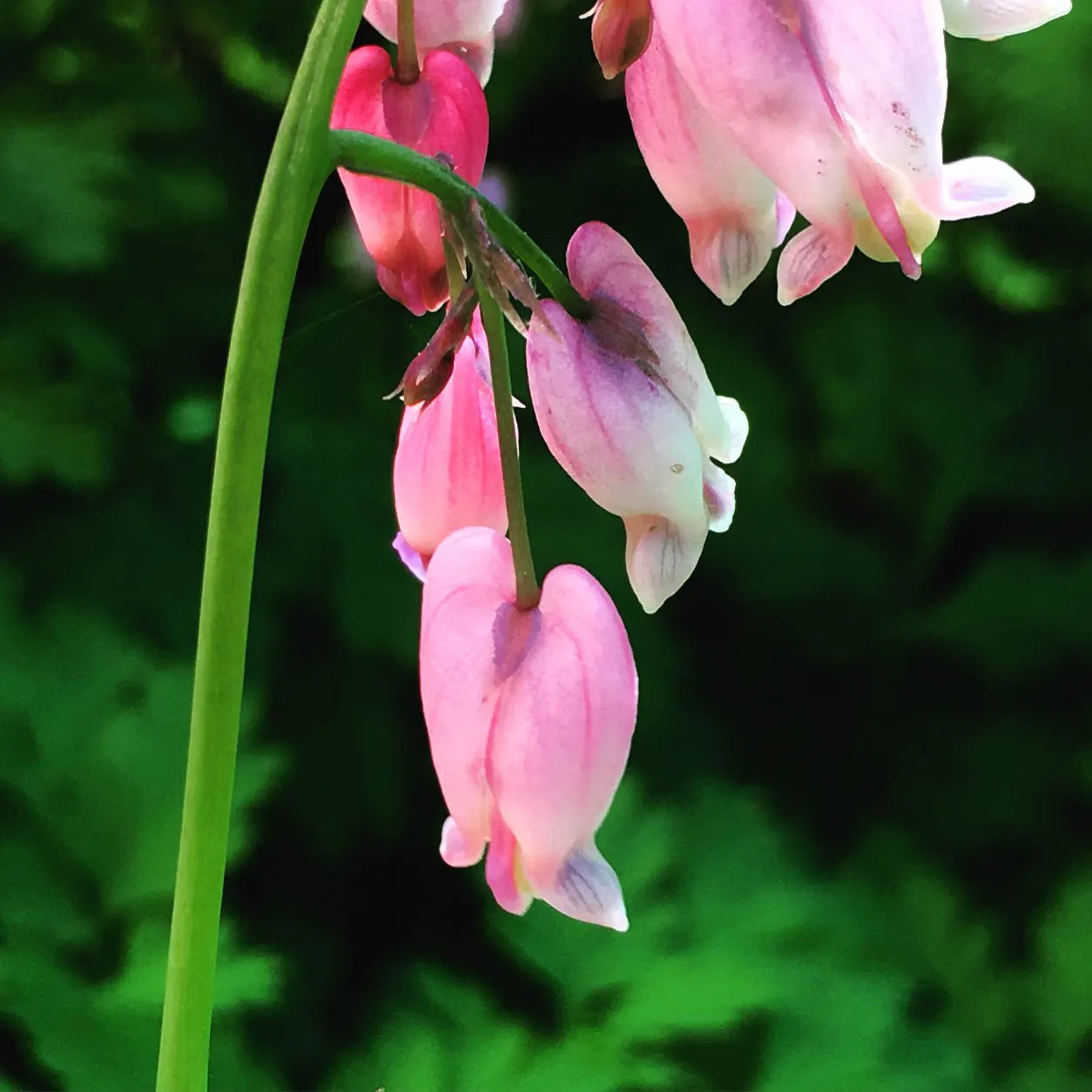 Pacific Bleeding Heart (Dicentra Formosa) — this plant reaches 18 inches in height with a similar spread; although the plant is drought-tolerant once