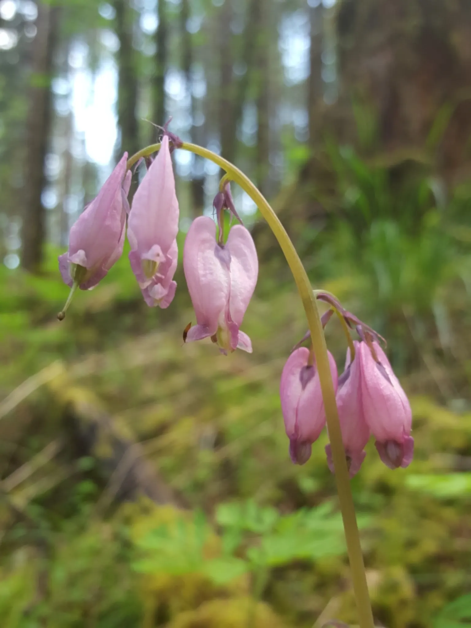 Pacific Bleeding Heart (Dicentra Formosa) — Ideal for woodland gardens, it blooms from April to July and gently self-sows without becoming invasive