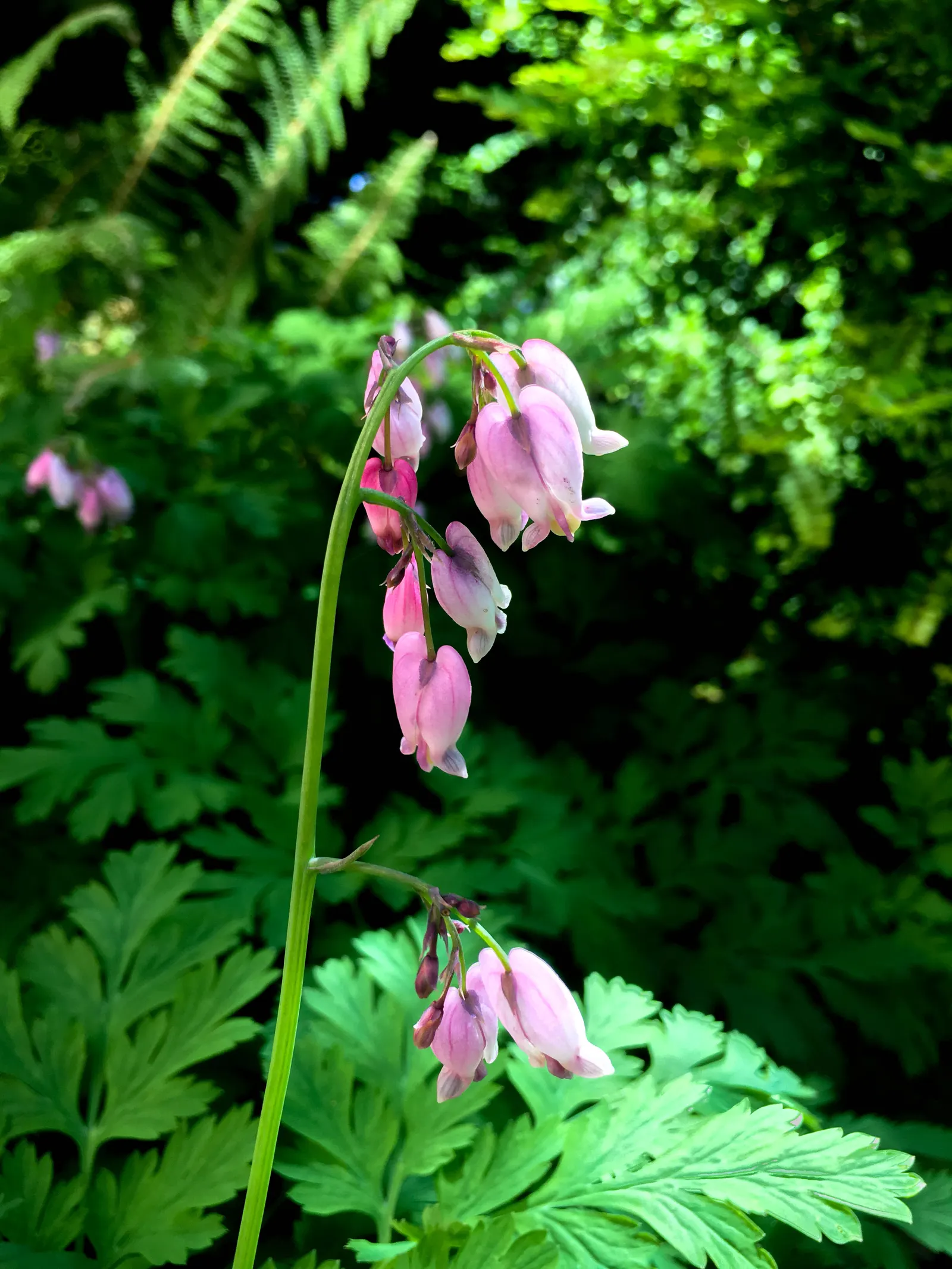 Pacific Bleeding Heart (Dicentra Formosa) — blue-green that serves as a perfect backdrop for its unique; thriving in part to full shade, it prefers moist