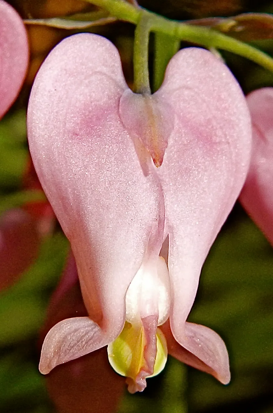 Pacific Bleeding Heart (Dicentra Formosa) — heart-shaped pink flowers; this shade-loving plant unfurls its charms in areas with dappled sunlight, image 58