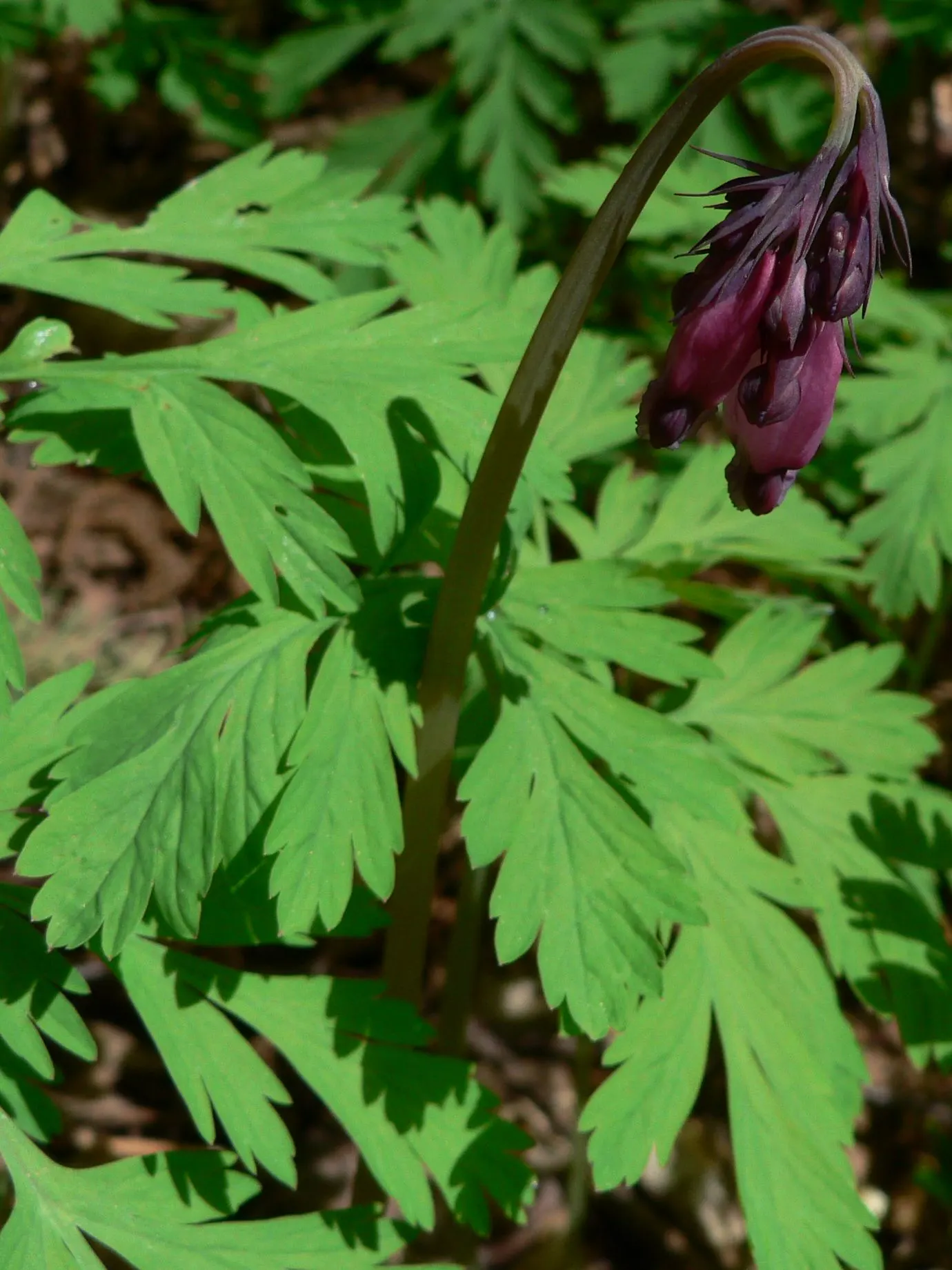 Pacific Bleeding Heart (Dicentra Formosa) — Thriving in part to full shade, it prefers moist, well-drained soil; and the season-long interest it provides when