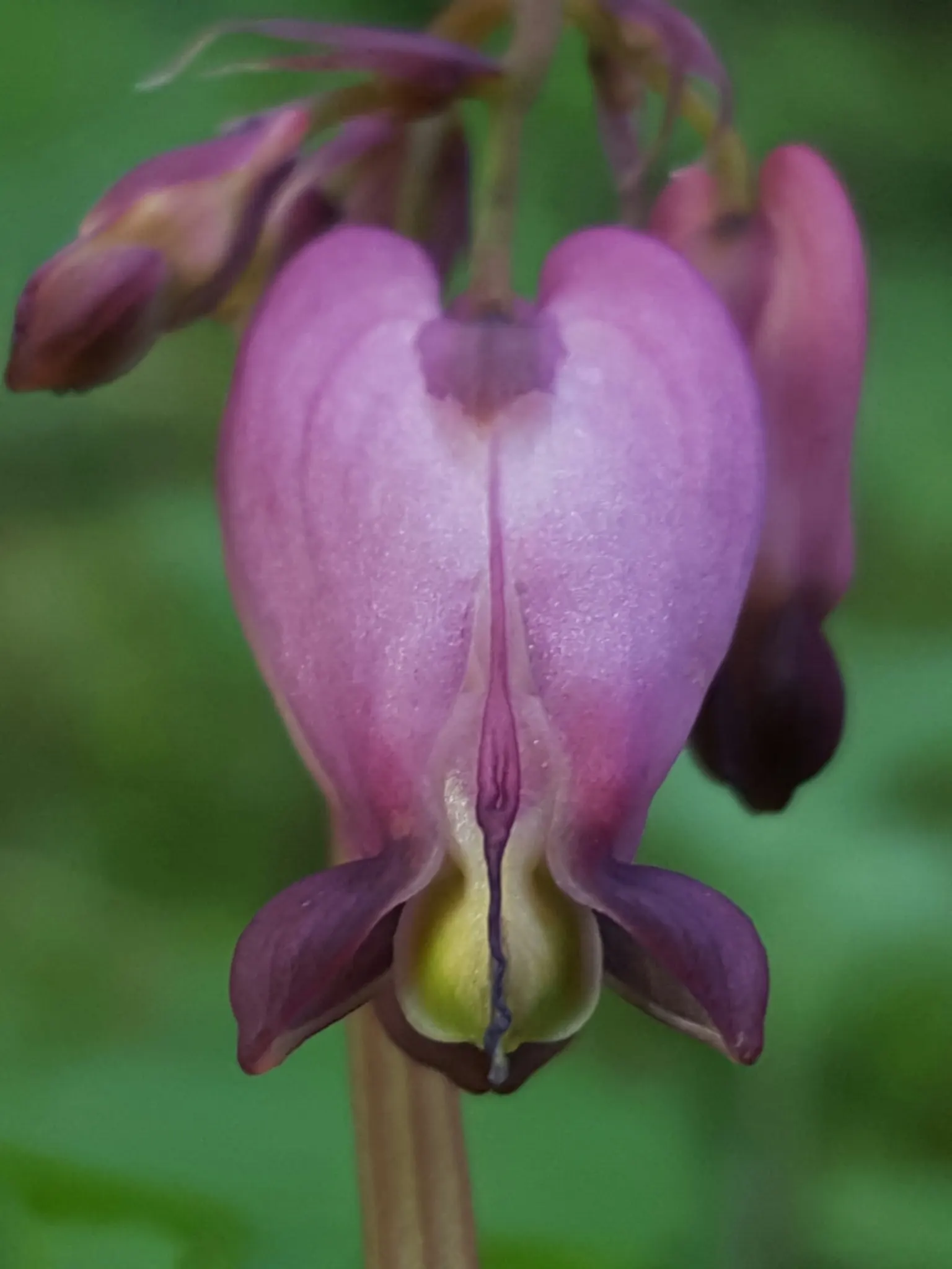 Pacific Bleeding Heart (Dicentra Formosa) — Ideal for woodland gardens