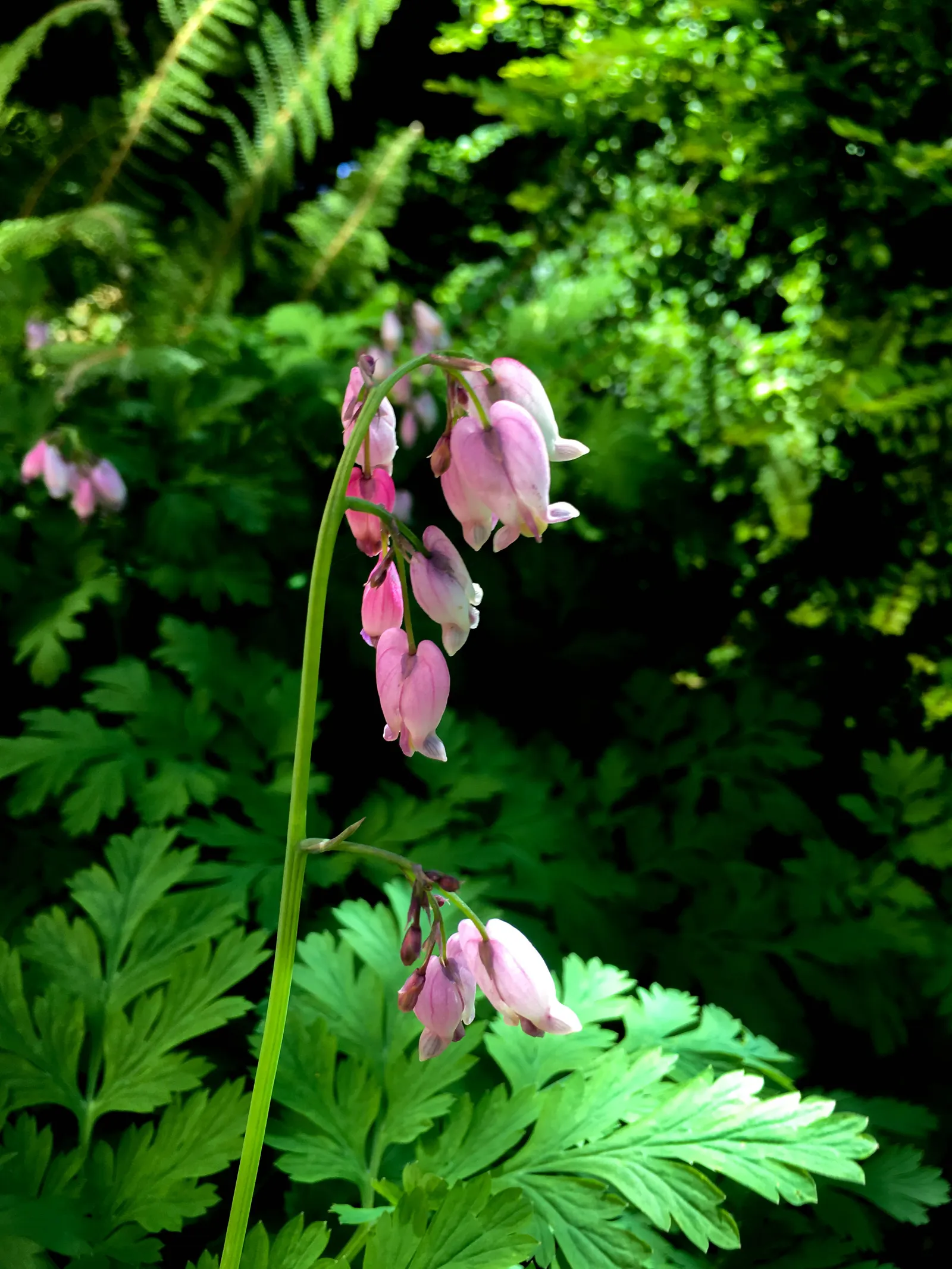 Pacific Bleeding Heart (Dicentra Formosa) — Ideal for woodland gardens; this shade-loving plant unfurls its charms in areas with dappled sunlight