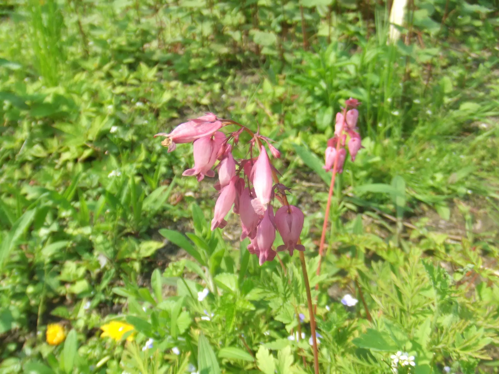 Pacific Bleeding Heart (Dicentra Formosa) — It also spreads by rhizomes; although the plant is drought-tolerant once established, consistent moisture will keep