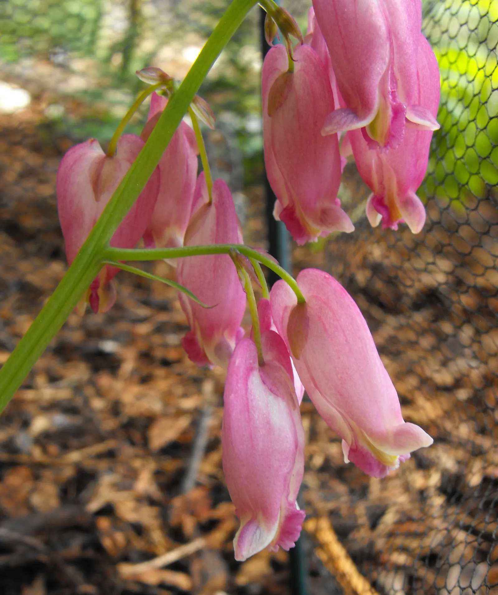Pacific Bleeding Heart (Dicentra Formosa) — one should emphasize the easiness of care; although the plant is drought-tolerant once established, consistent
