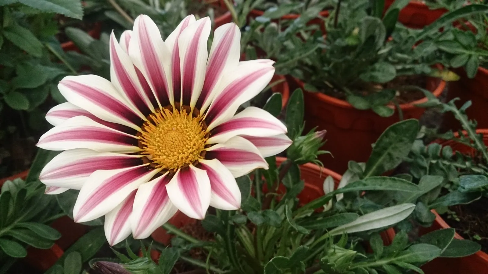 Hybrid Gazanias (Gazania Hybrids) — daisy-like flowers and ability to thrive in challenging environments