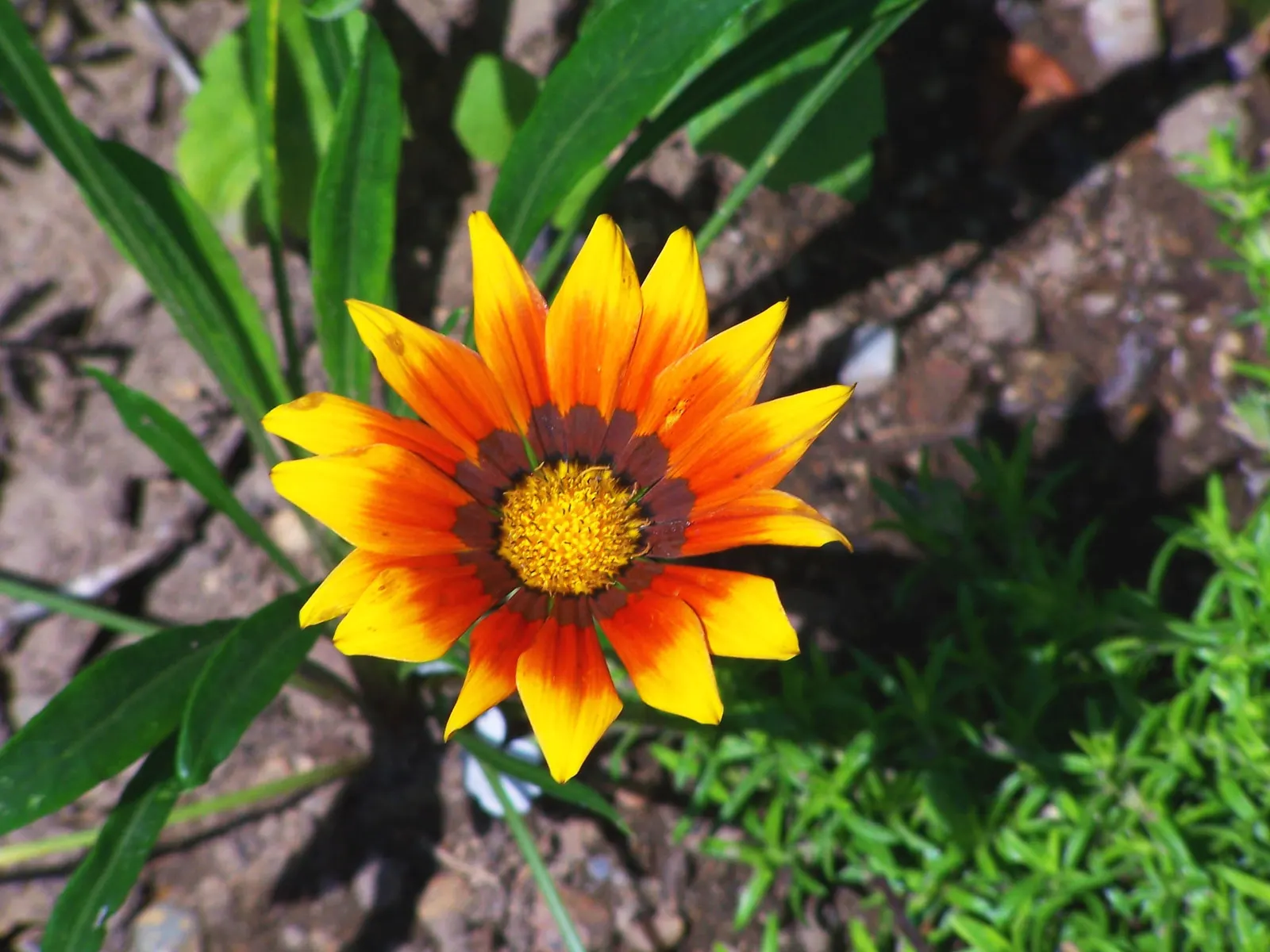 Hybrid Gazanias (Gazania Hybrids) — These drought-tolerant beauties are ideal for borders and ground cover
