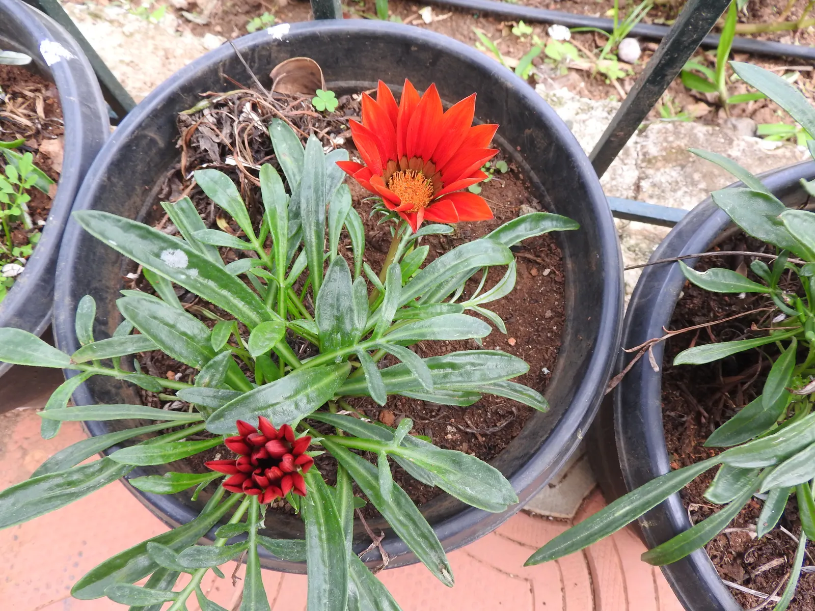 Hybrid Gazanias (Gazania Hybrids) — These hearty perennials typically reach a modest height of 6 to 18 inches with a spread of 8 to 12 inches