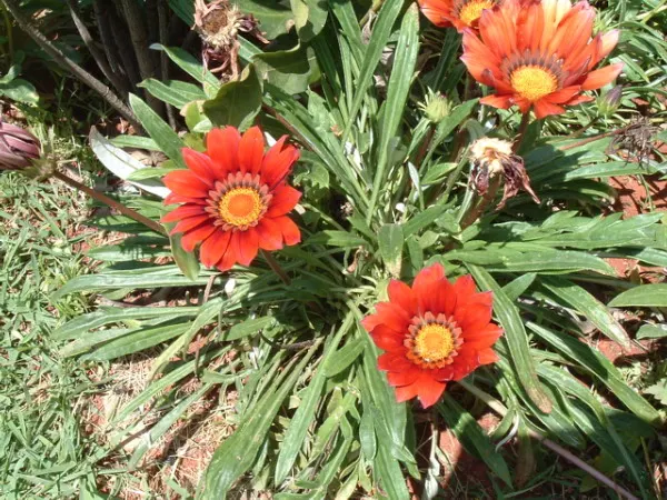 Hybrid Gazanias (Gazania Hybrids) — adding a low-maintenance burst of color to any landscape design from late spring to early fall