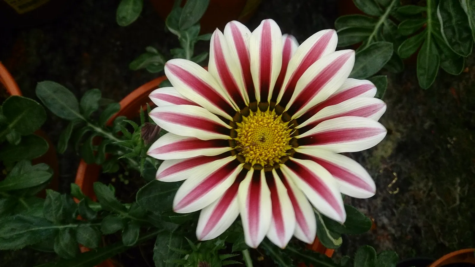 Hybrid Gazanias (Gazania Hybrids) — prized for their brilliant