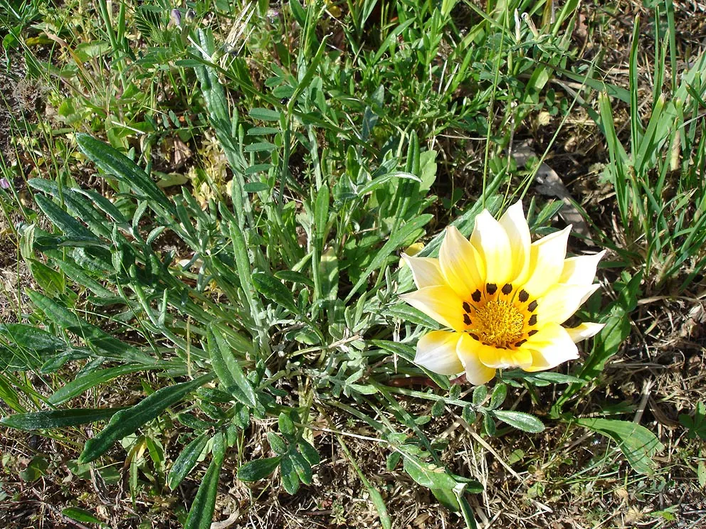 Hybrid Gazanias (Gazania Hybrids) — They thrive in full sun, reaching 6-12 inches tall with a spread of 8-10 inches