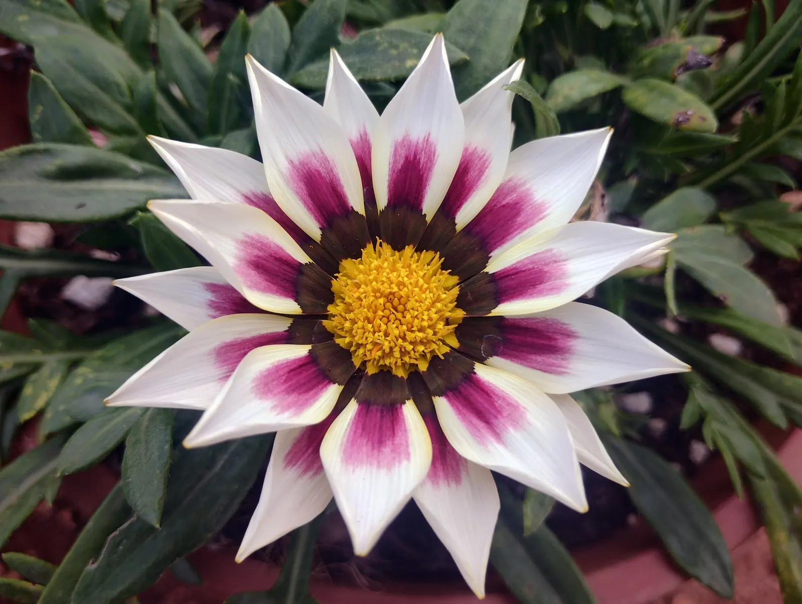 Hybrid Gazanias (Gazania Hybrids) — are a vibrant and versatile addition to any landscape design