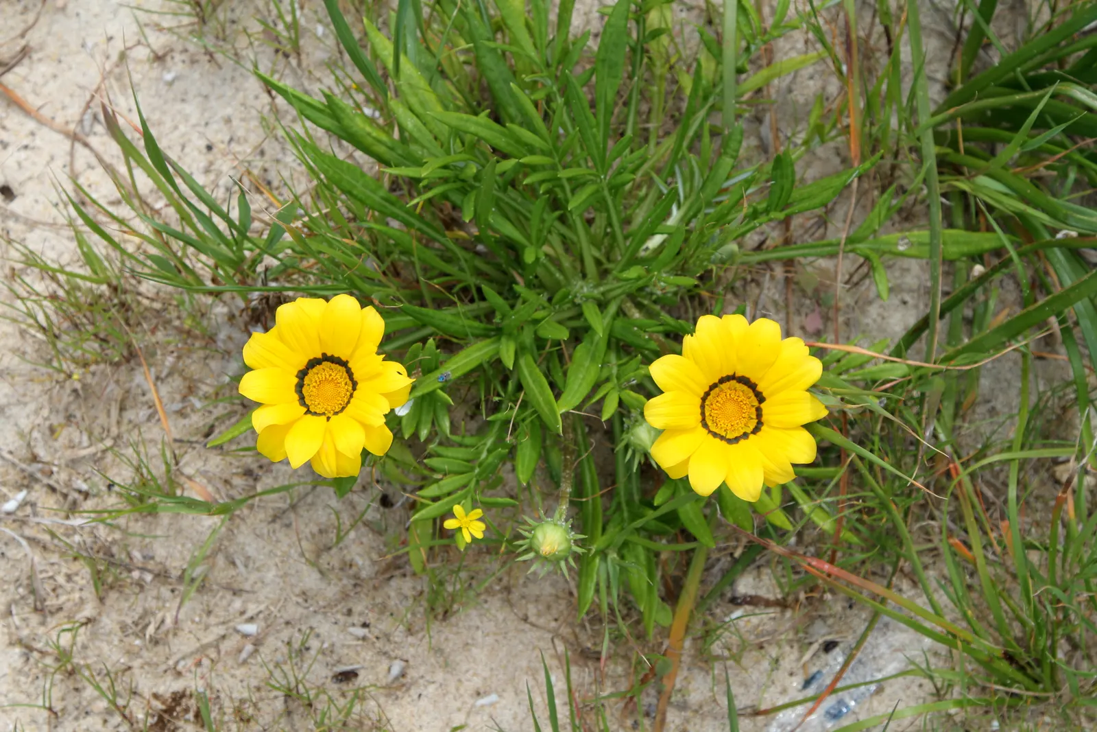 Hybrid Gazanias (Gazania Hybrids) — spanning 2-4 inches in diameter