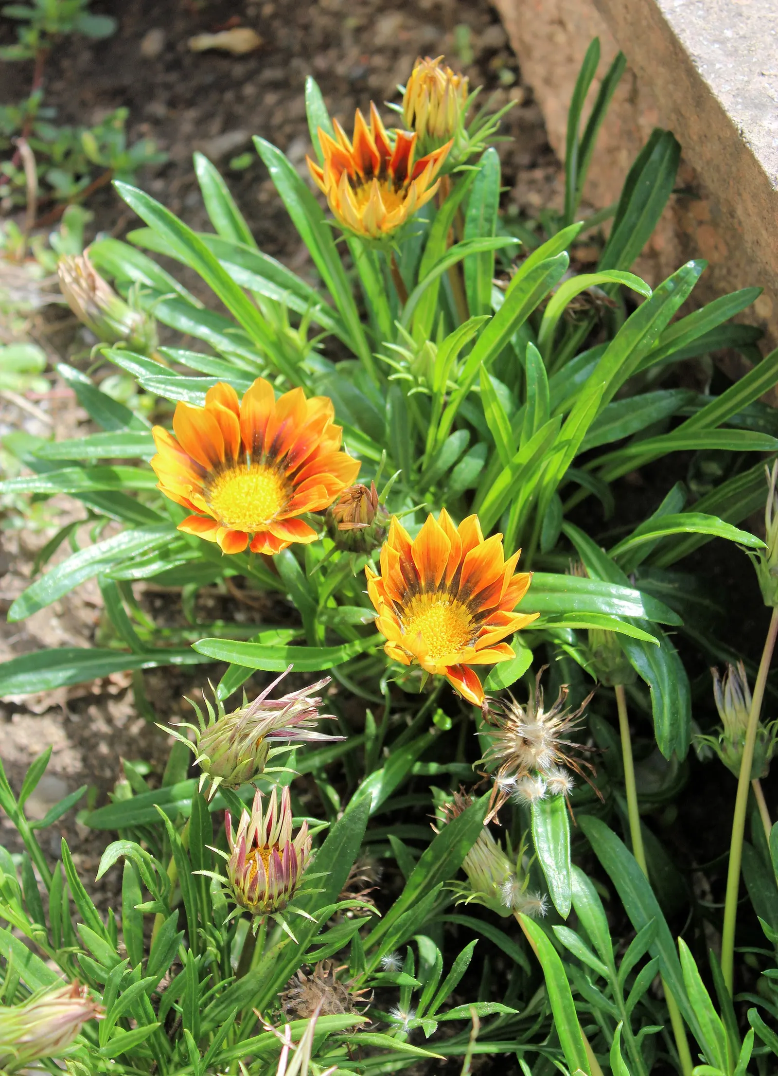 Hybrid Gazanias (Gazania Hybrids) — commonly known as Gazania hybrids