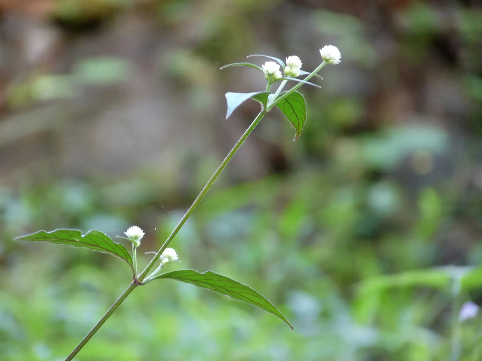 Brilliant Bloodleaf (Iresine Herbstii 'Brilliantissima') — This perennial thrives in full to partial sunlight and prefers moist, well-drained soil